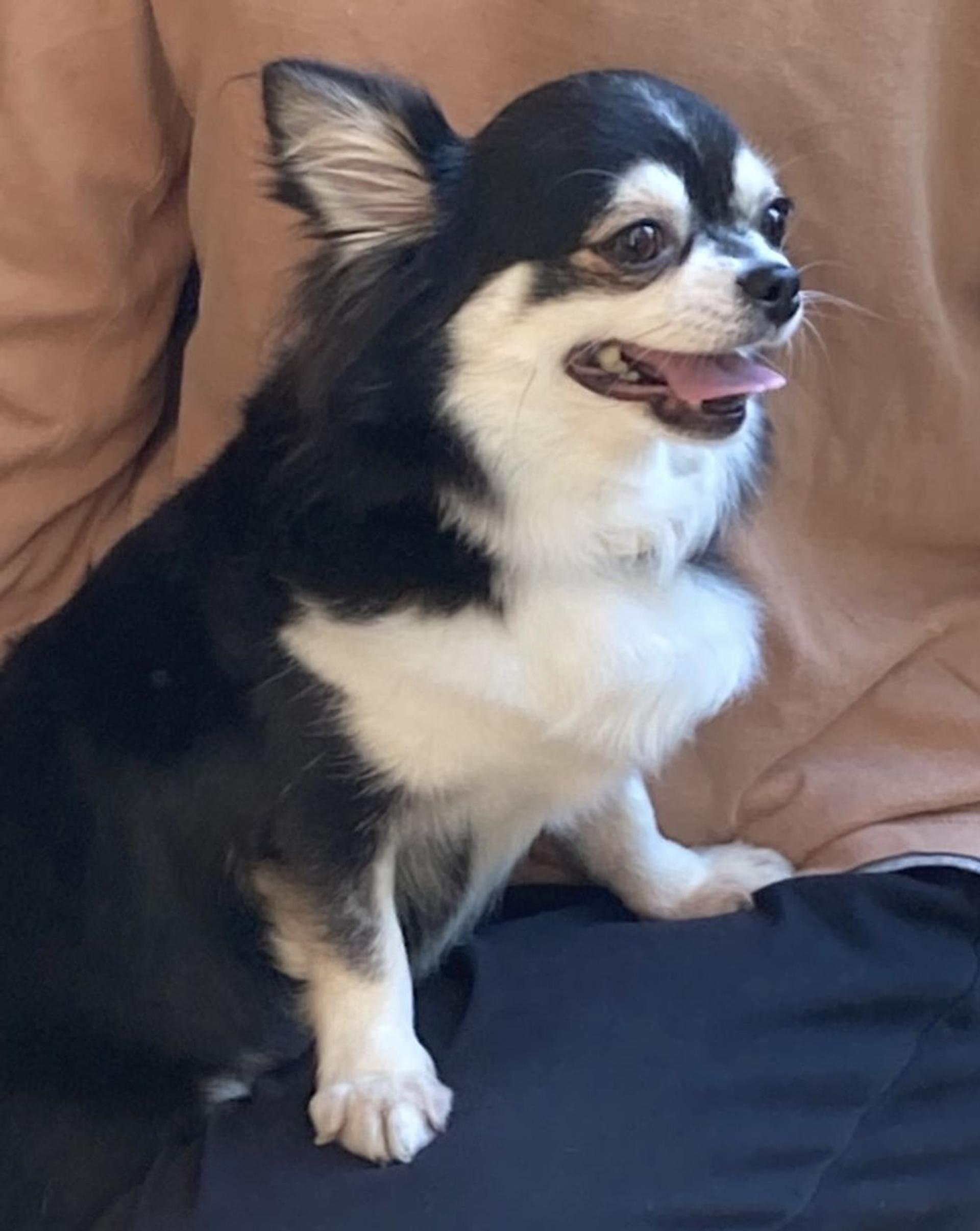 pet-image-5