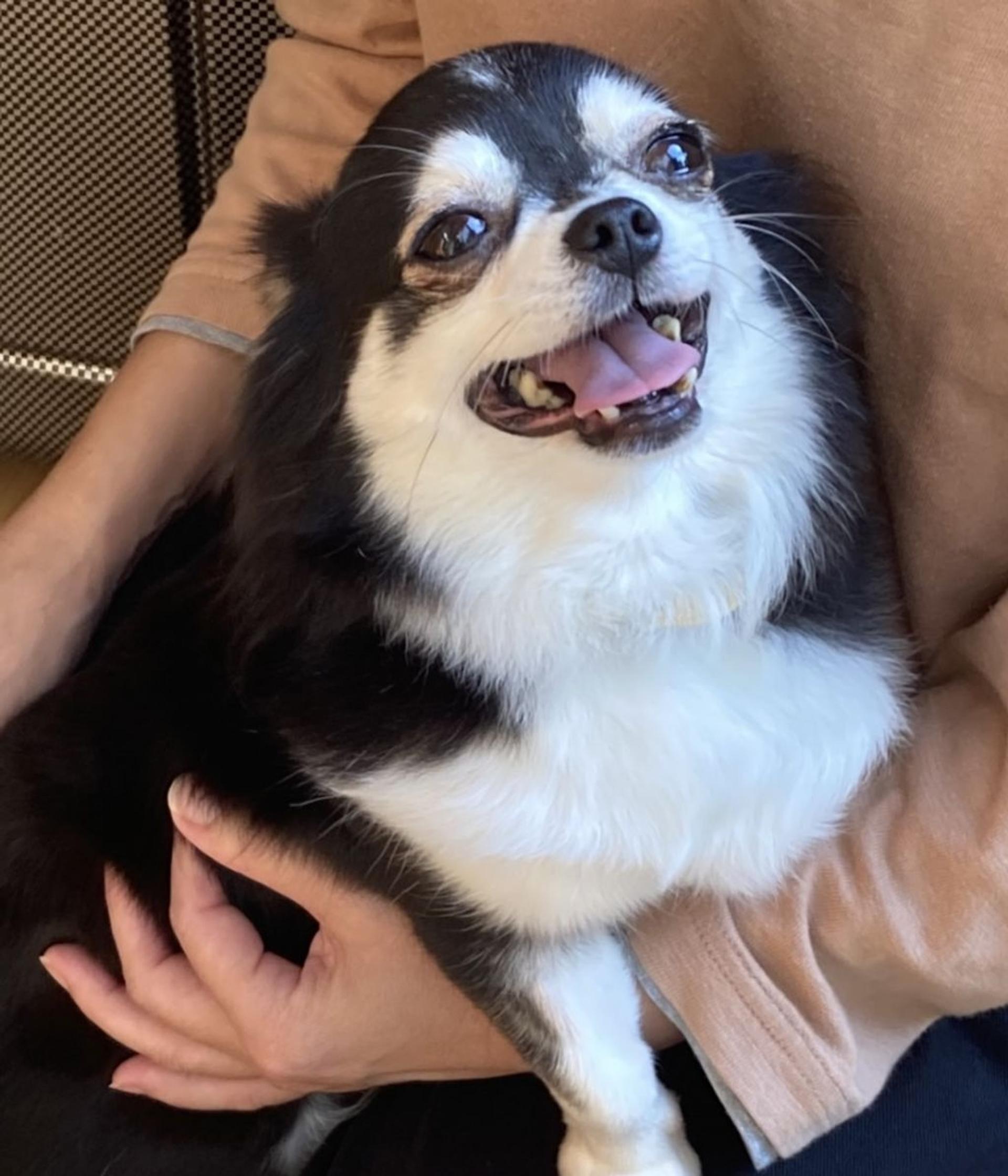 pet-image-6