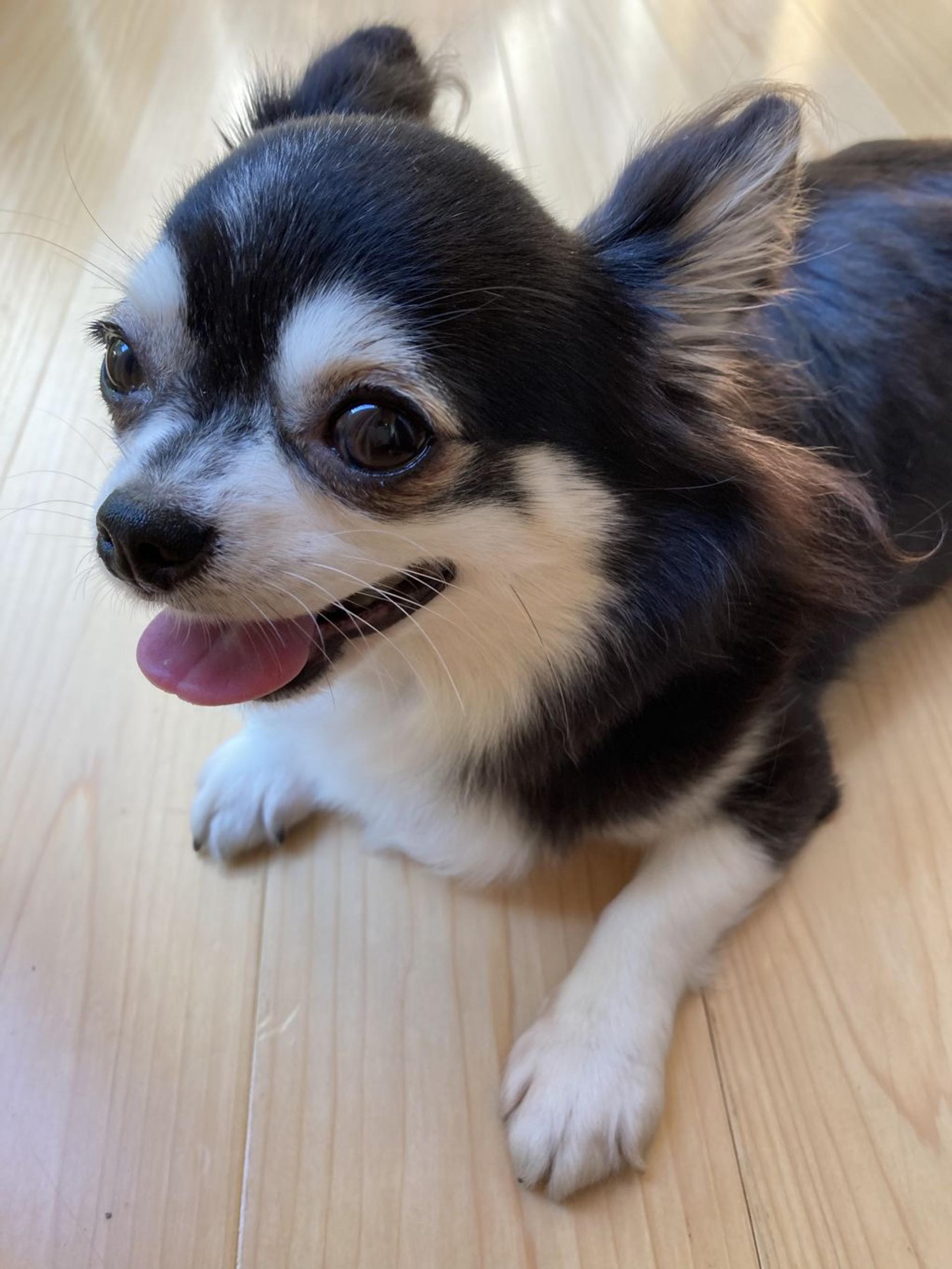 pet-image-7