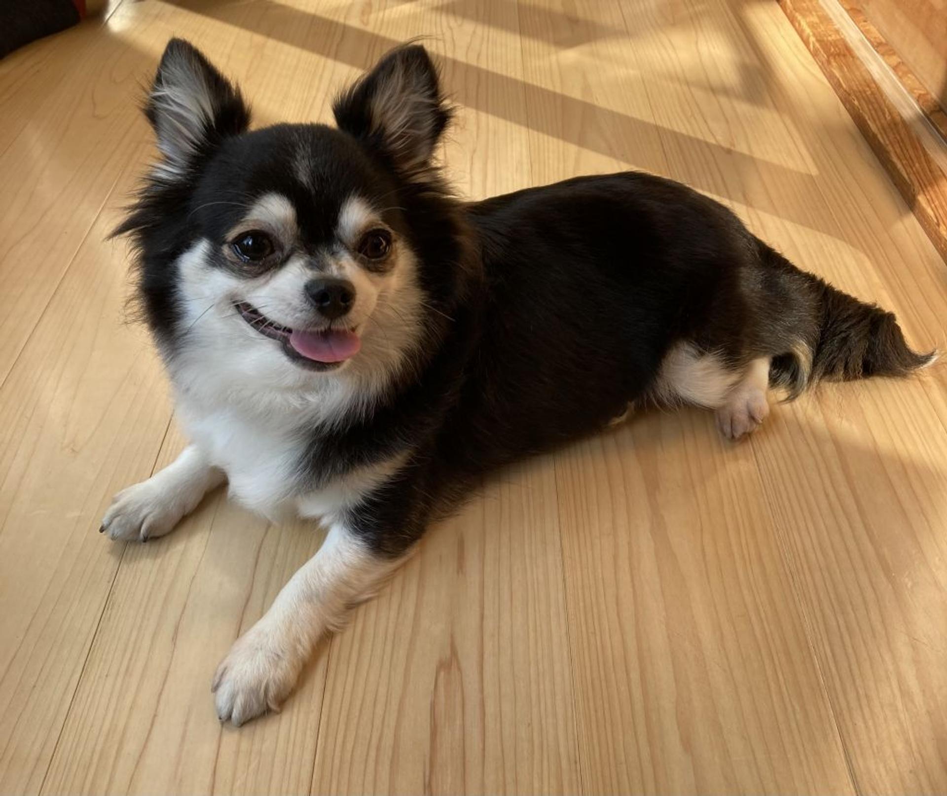 pet-image-8
