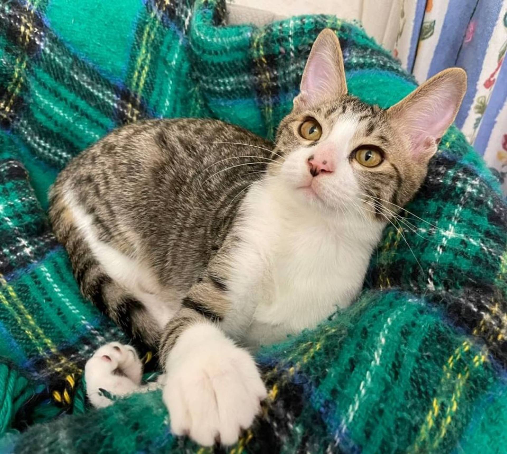 雑種（ミックス猫）・オスの里親募集の写真