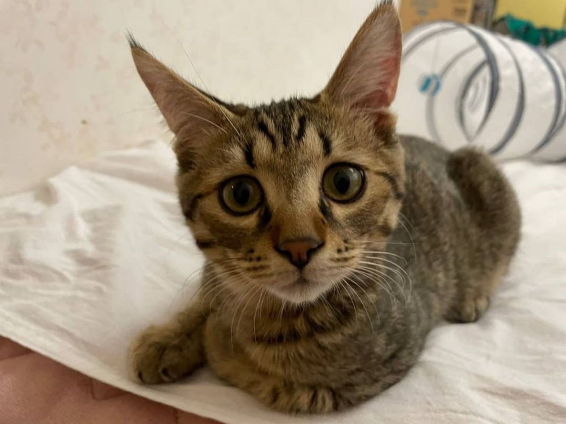 雑種（ミックス猫）・オスの里親募集の写真