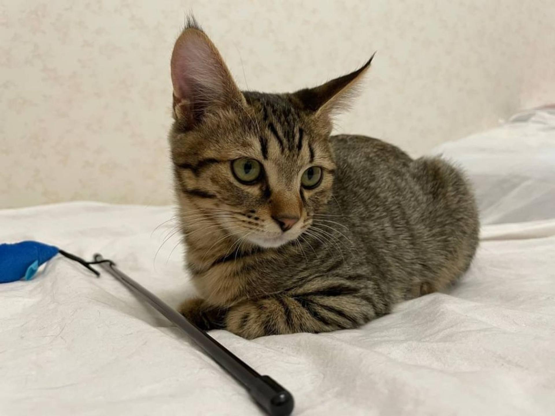 pet-image-4