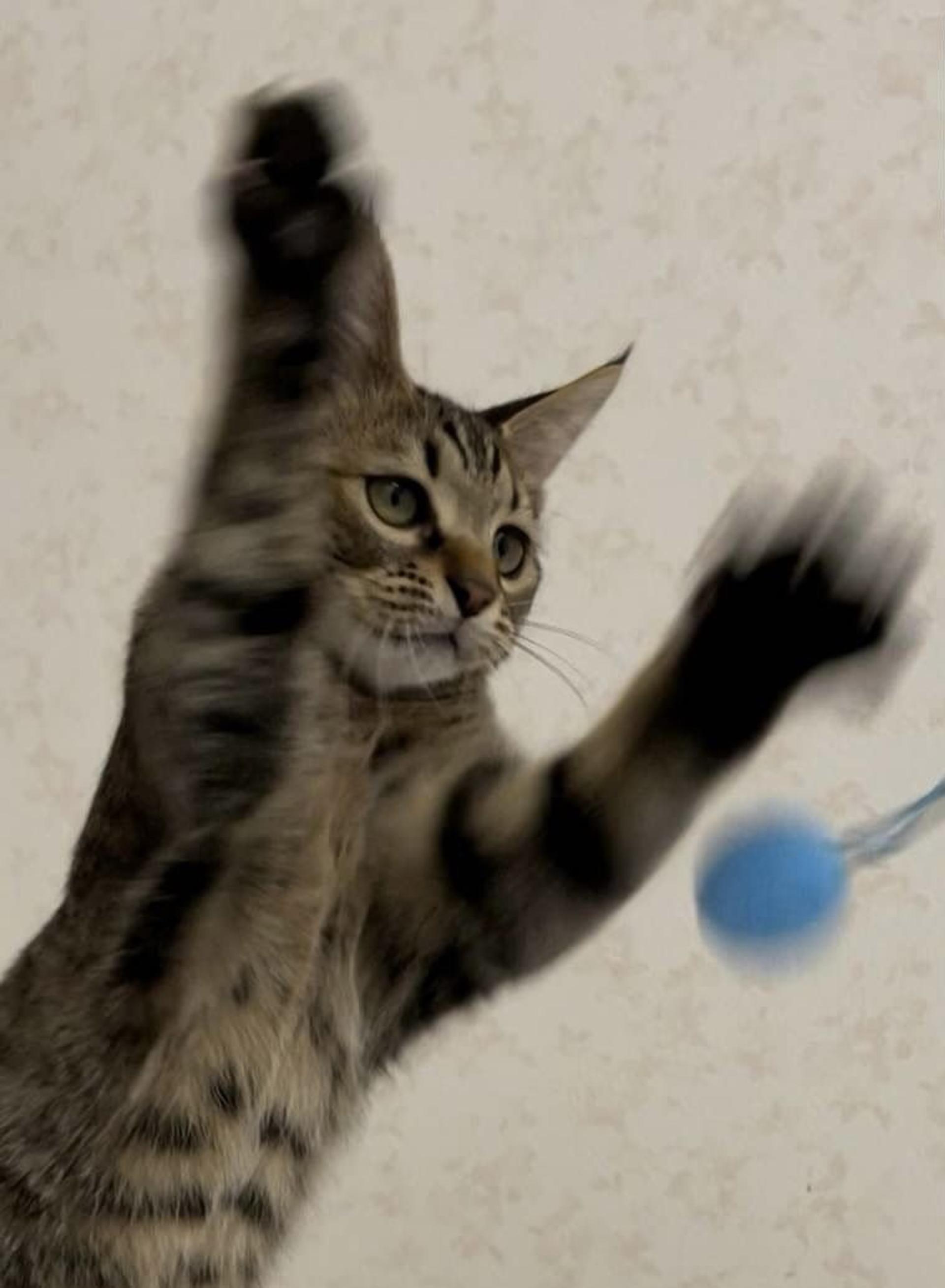 pet-image-5