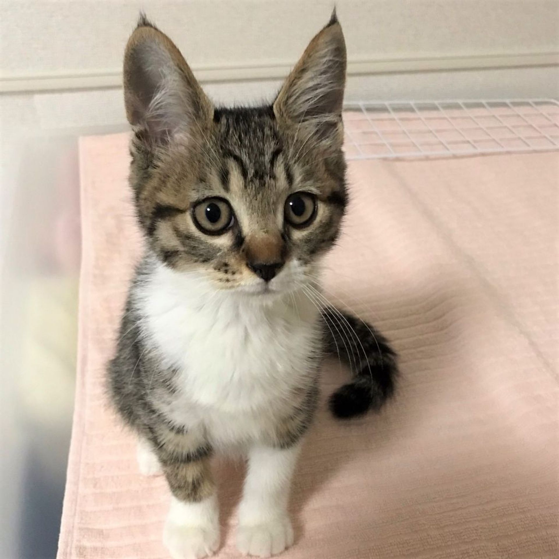 雑種（ミックス猫）・メスの里親募集の写真
