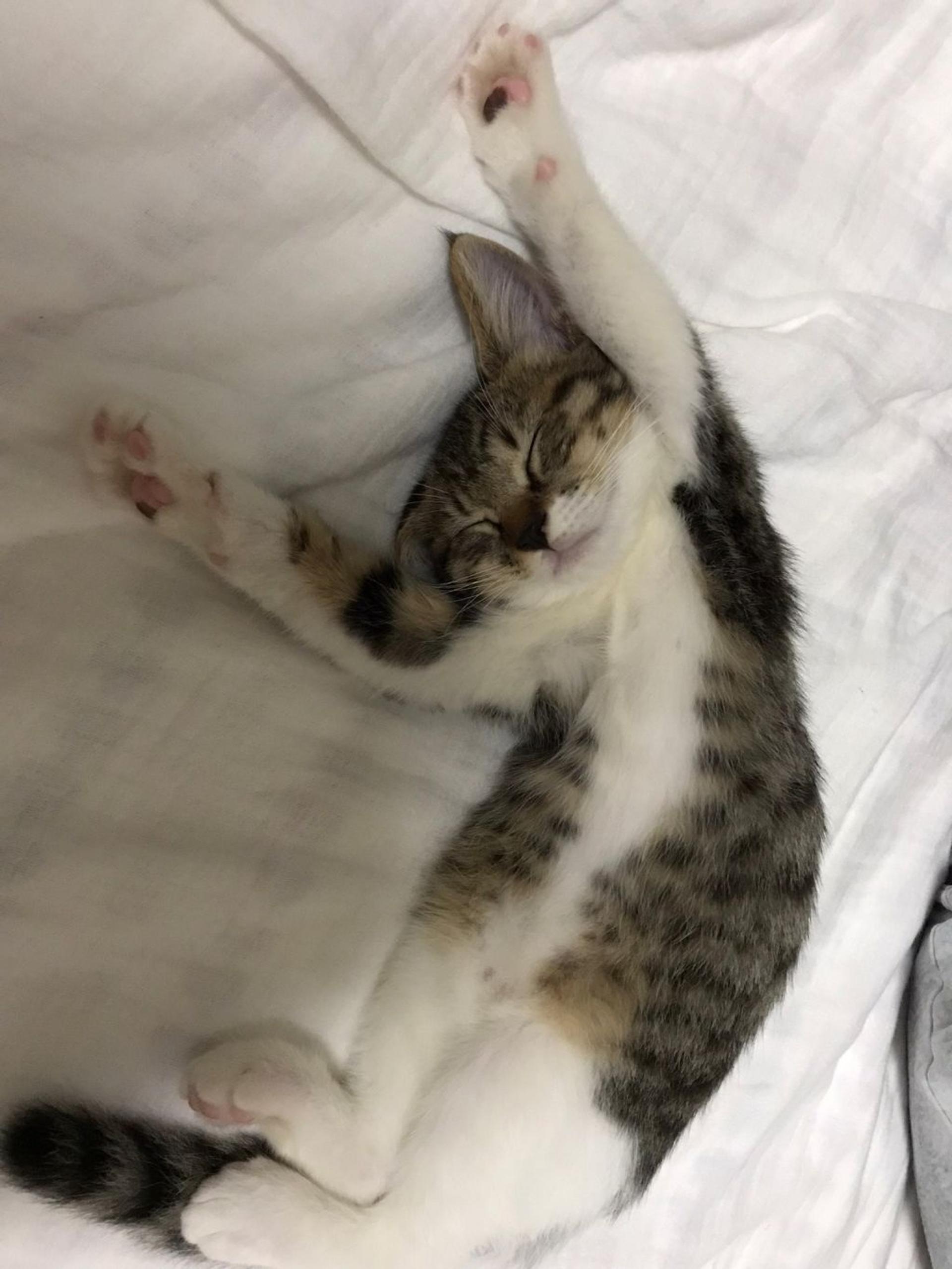 pet-image-5