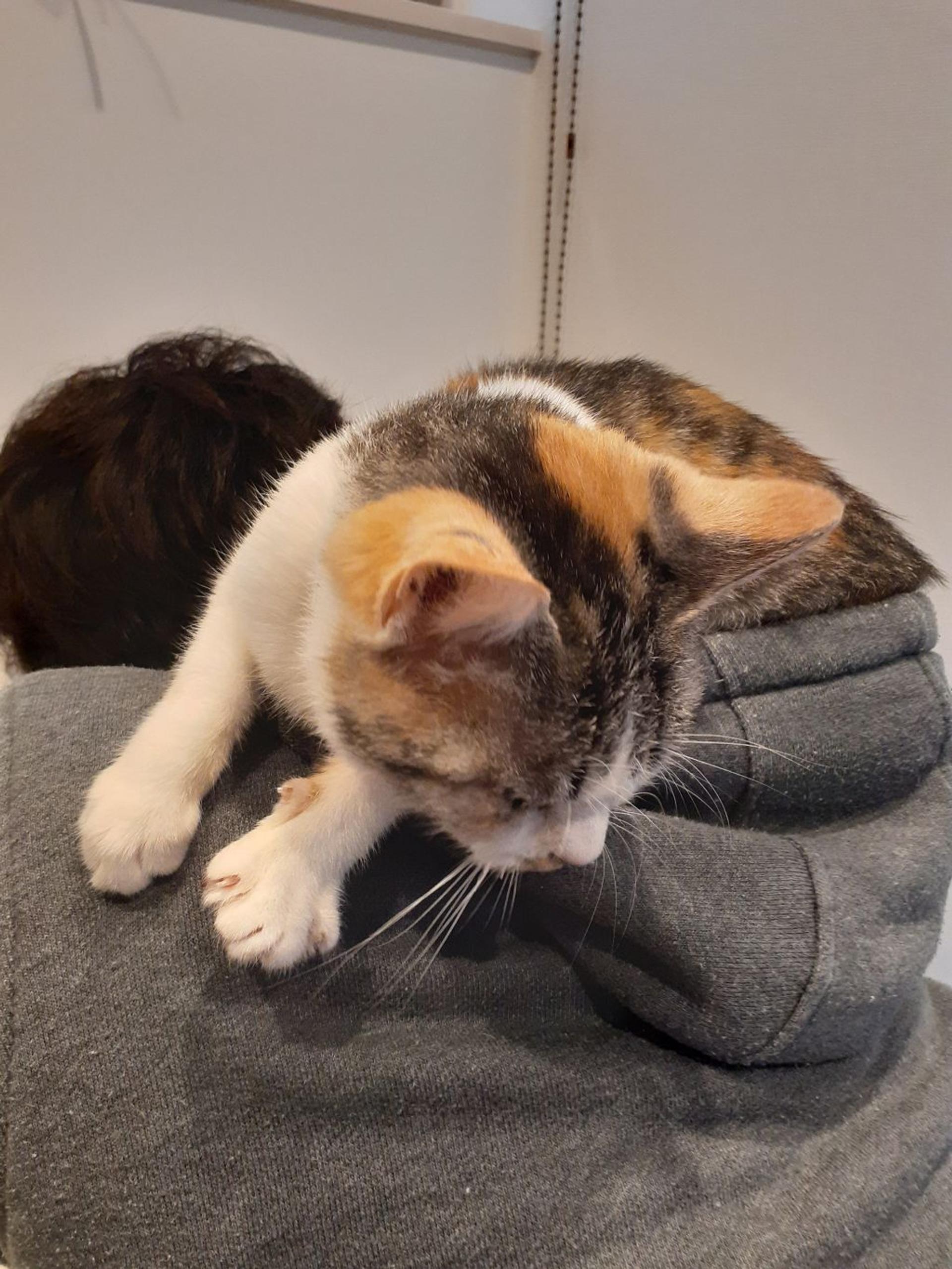 pet-image-4