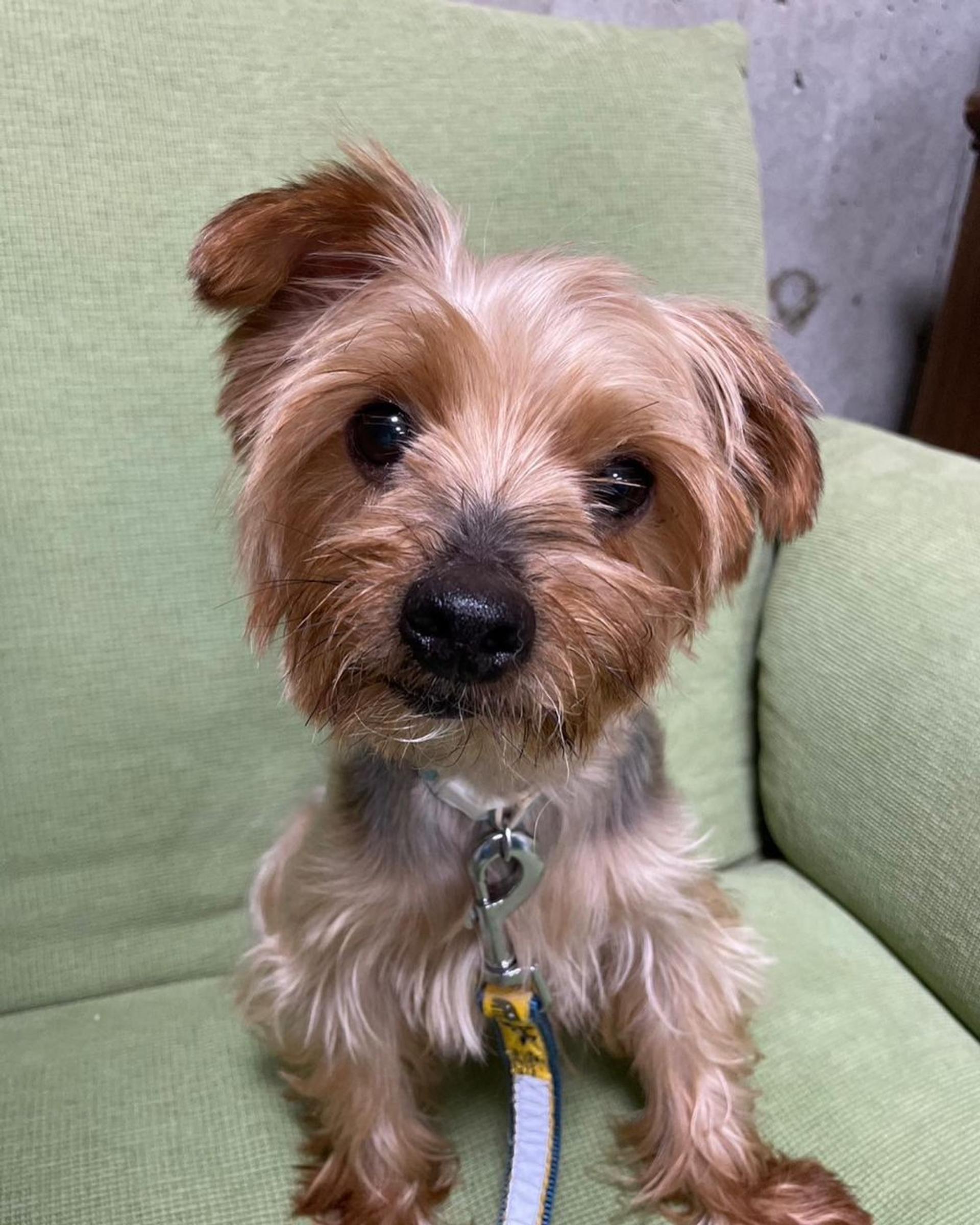 pet-image-2