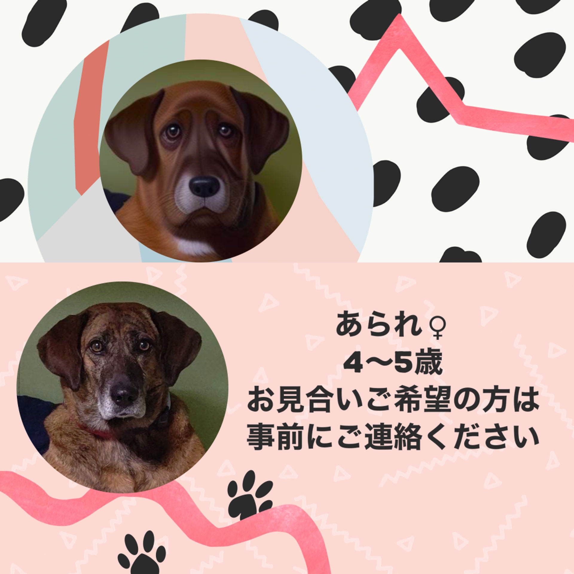 雑種（ミックス犬）・メスの里親募集の写真