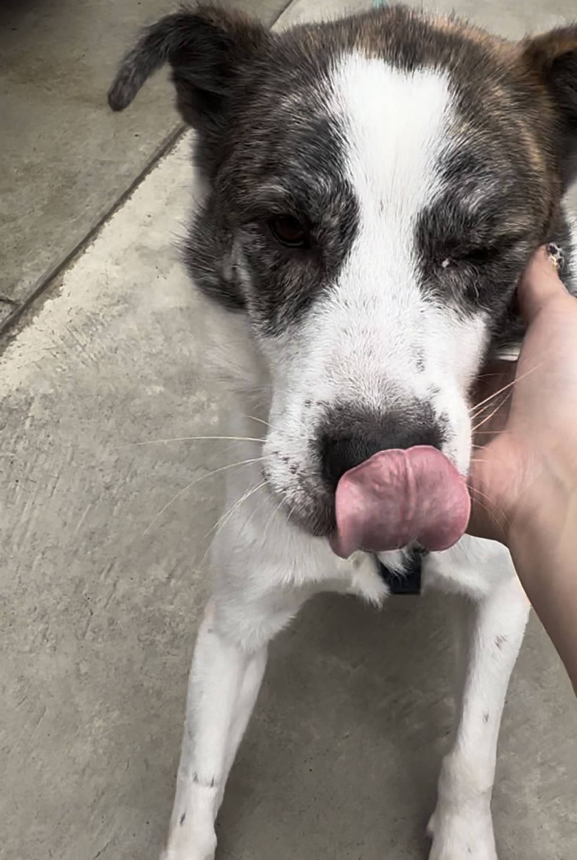 雑種（ミックス犬）・オスの里親募集の写真