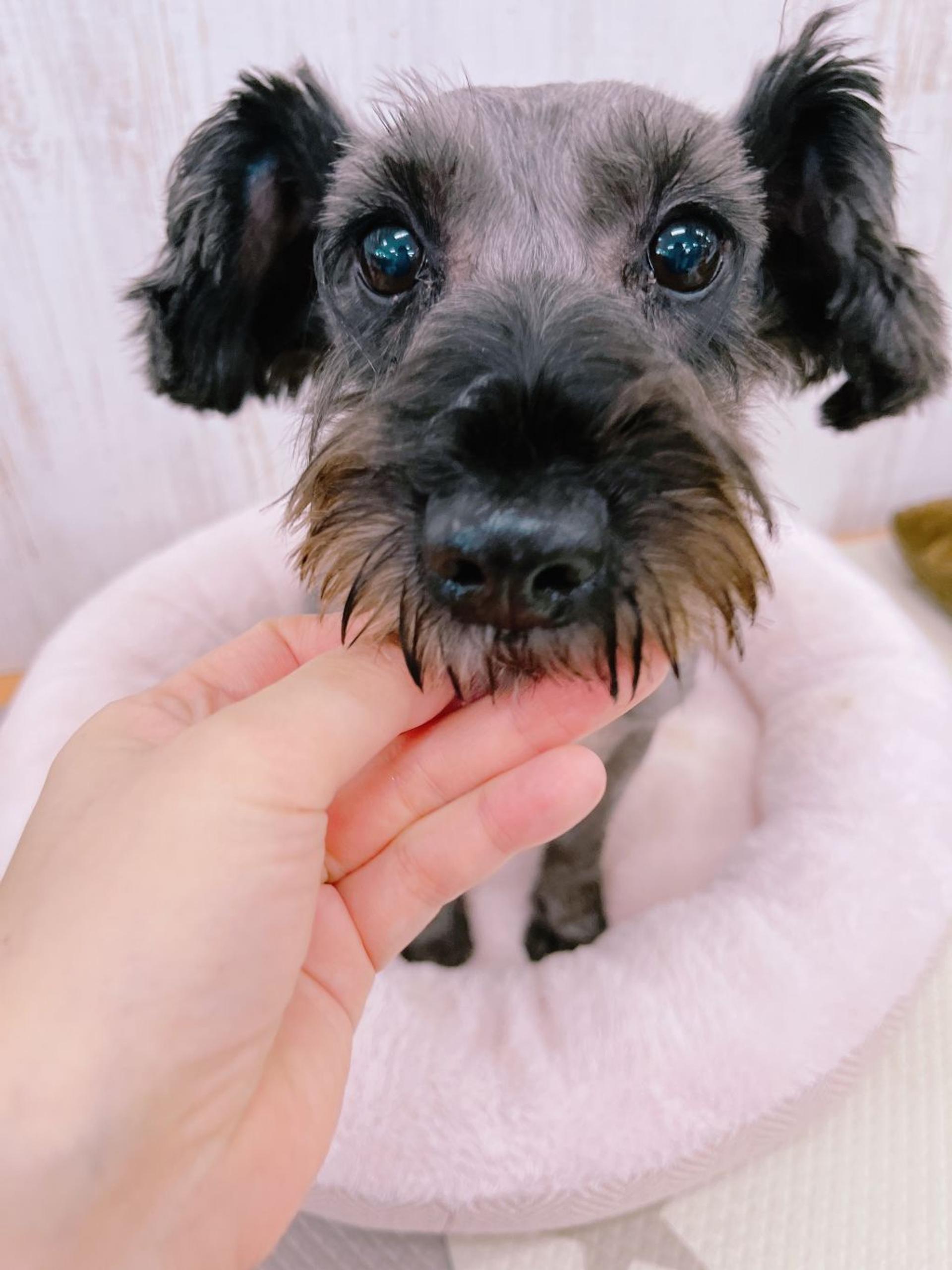pet-image-2