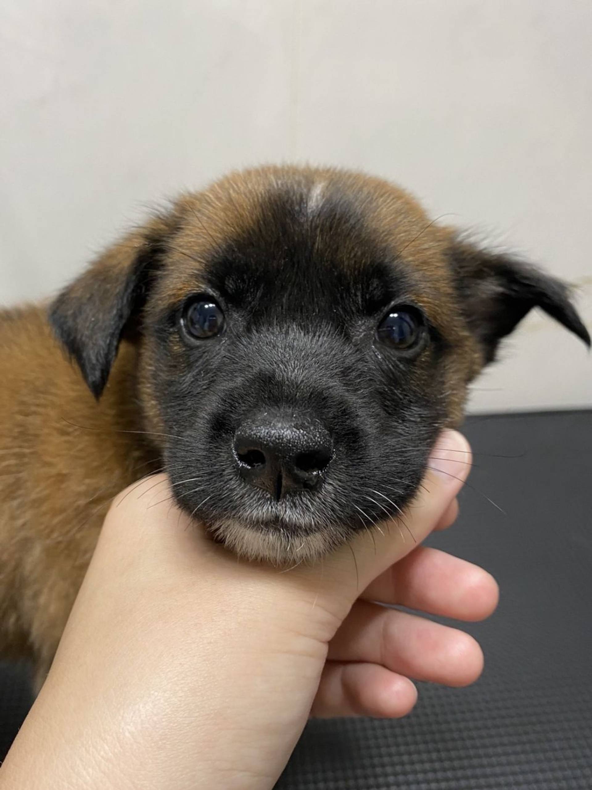 雑種（ミックス犬）・オスの里親募集の写真
