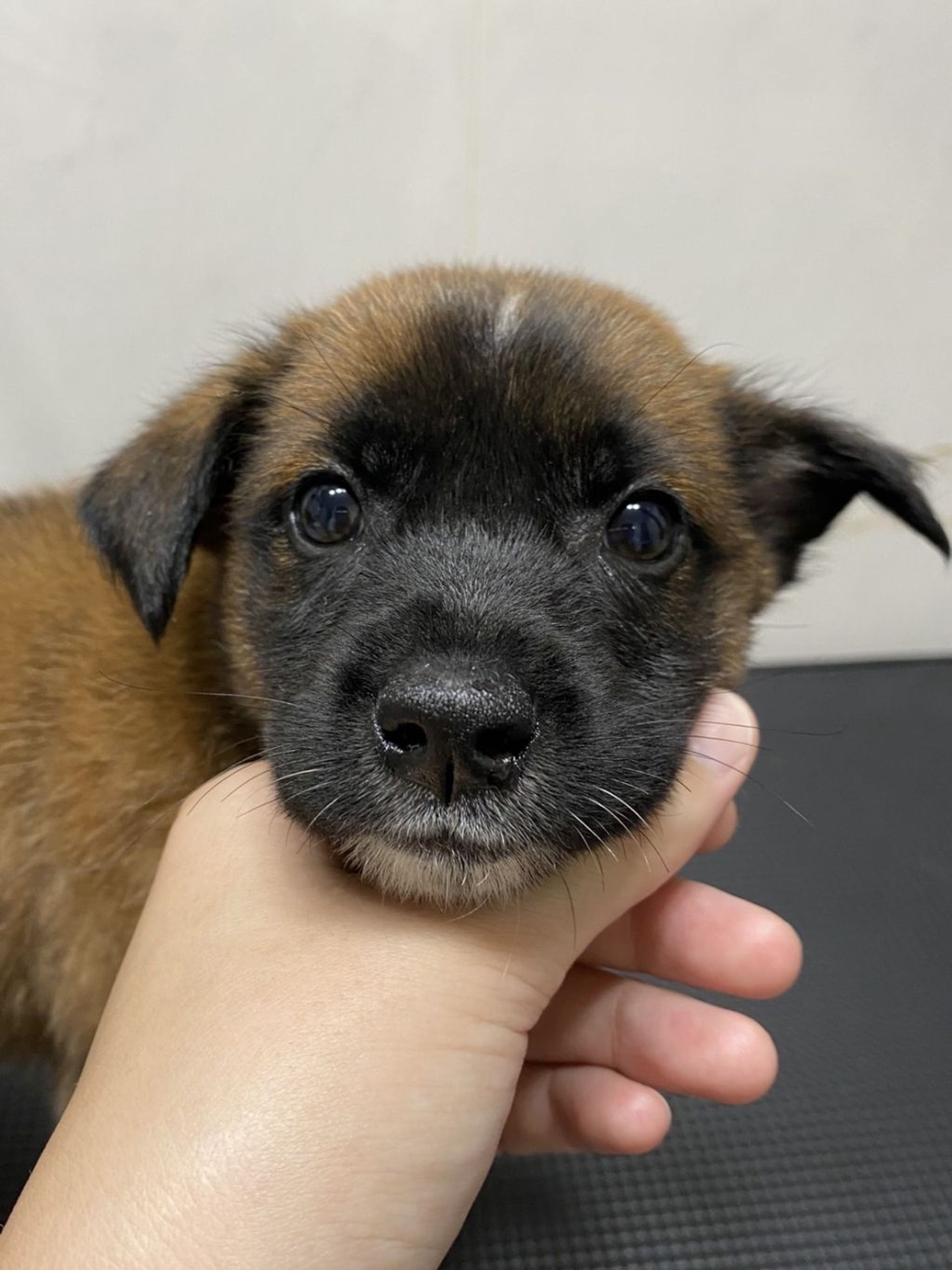 雑種（ミックス犬）・オスの里親募集の写真