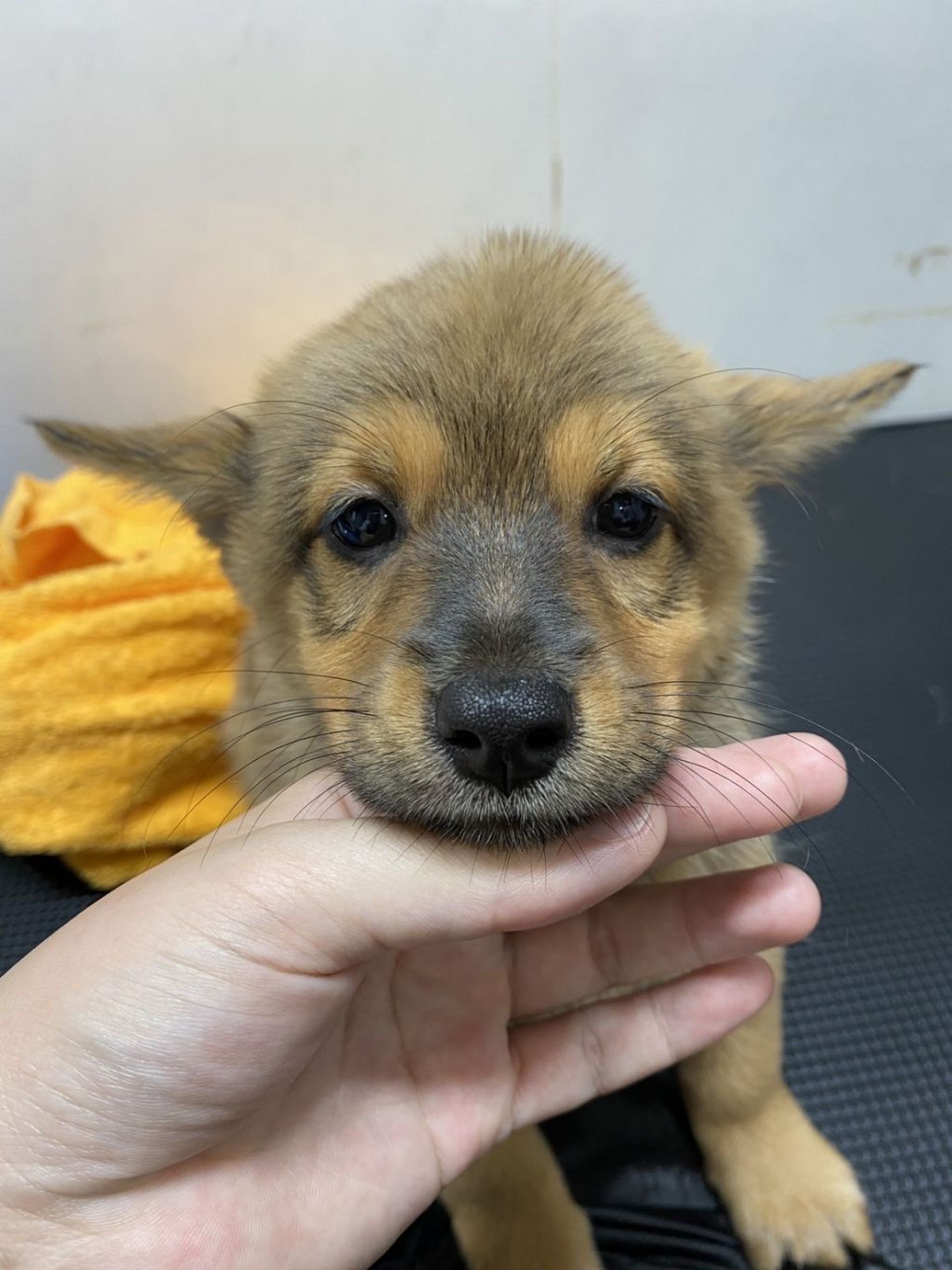 雑種（ミックス犬）・メスの里親募集の写真