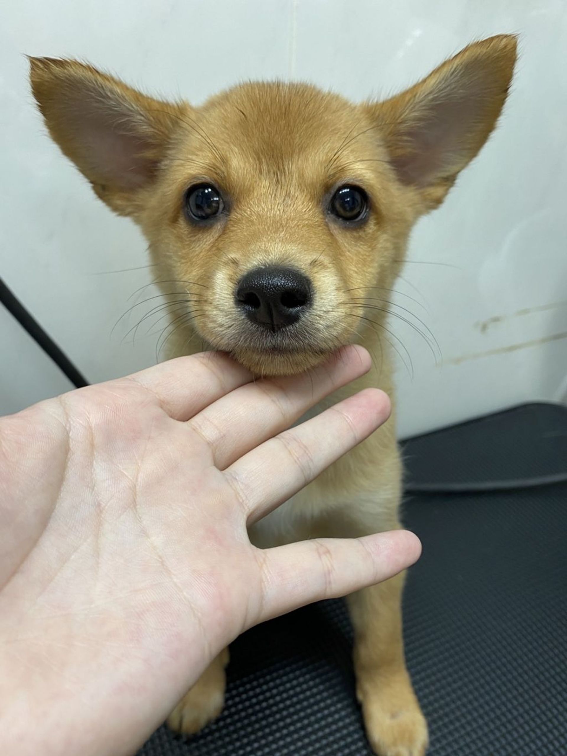 雑種（ミックス犬）・メスの里親募集の写真