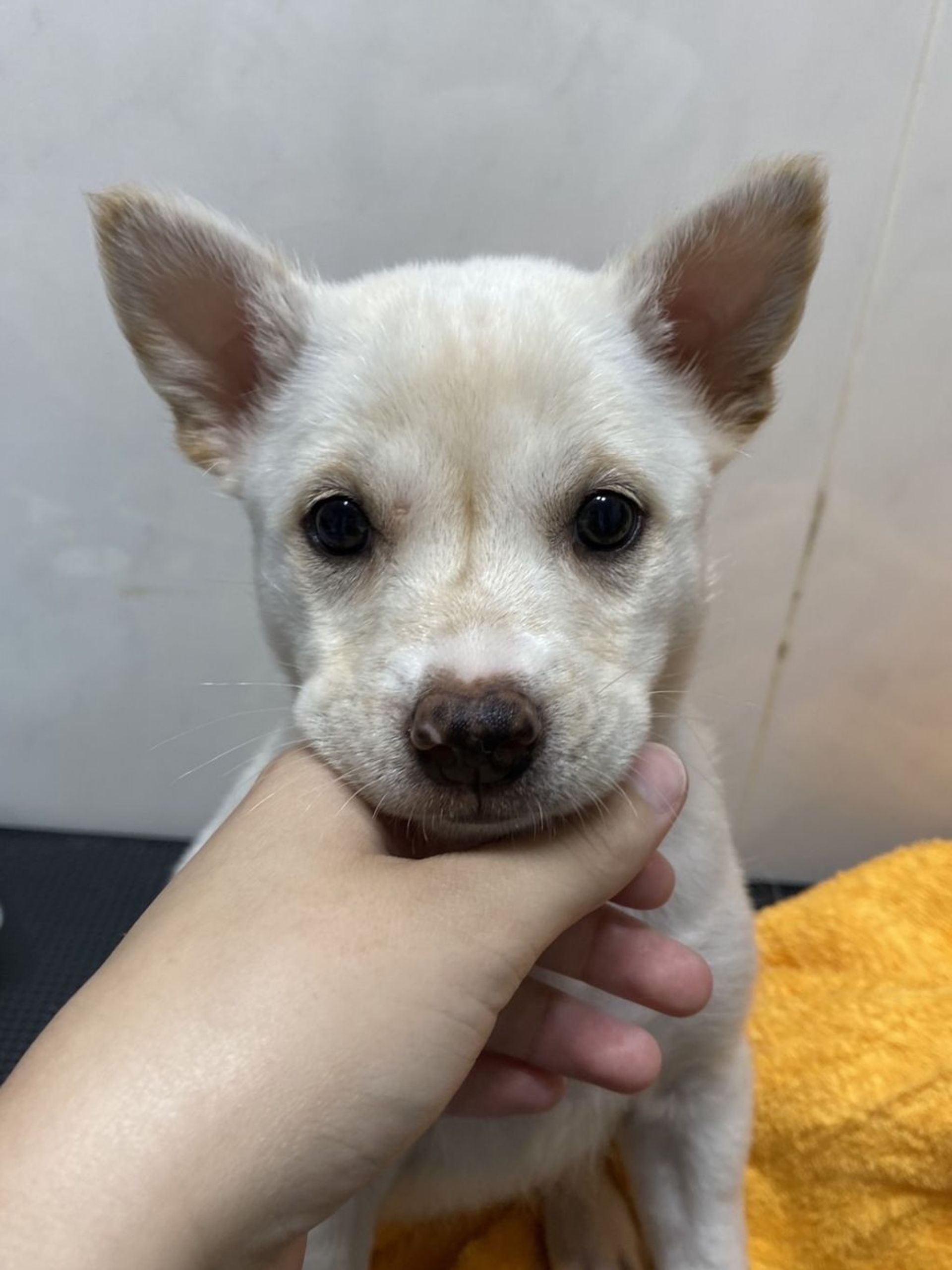 雑種（ミックス犬）・メスの里親募集の写真