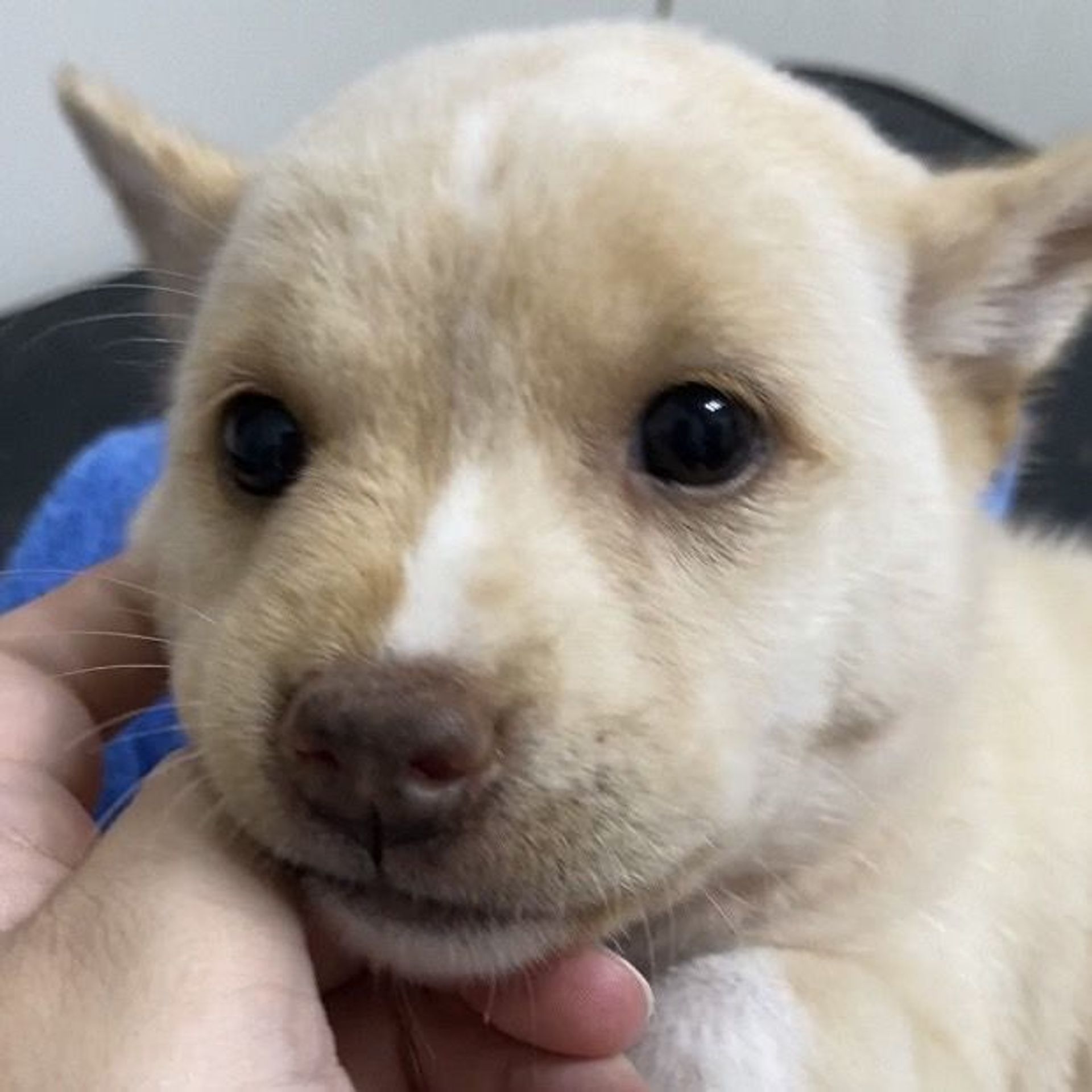 雑種（ミックス犬）・メスの里親募集の写真