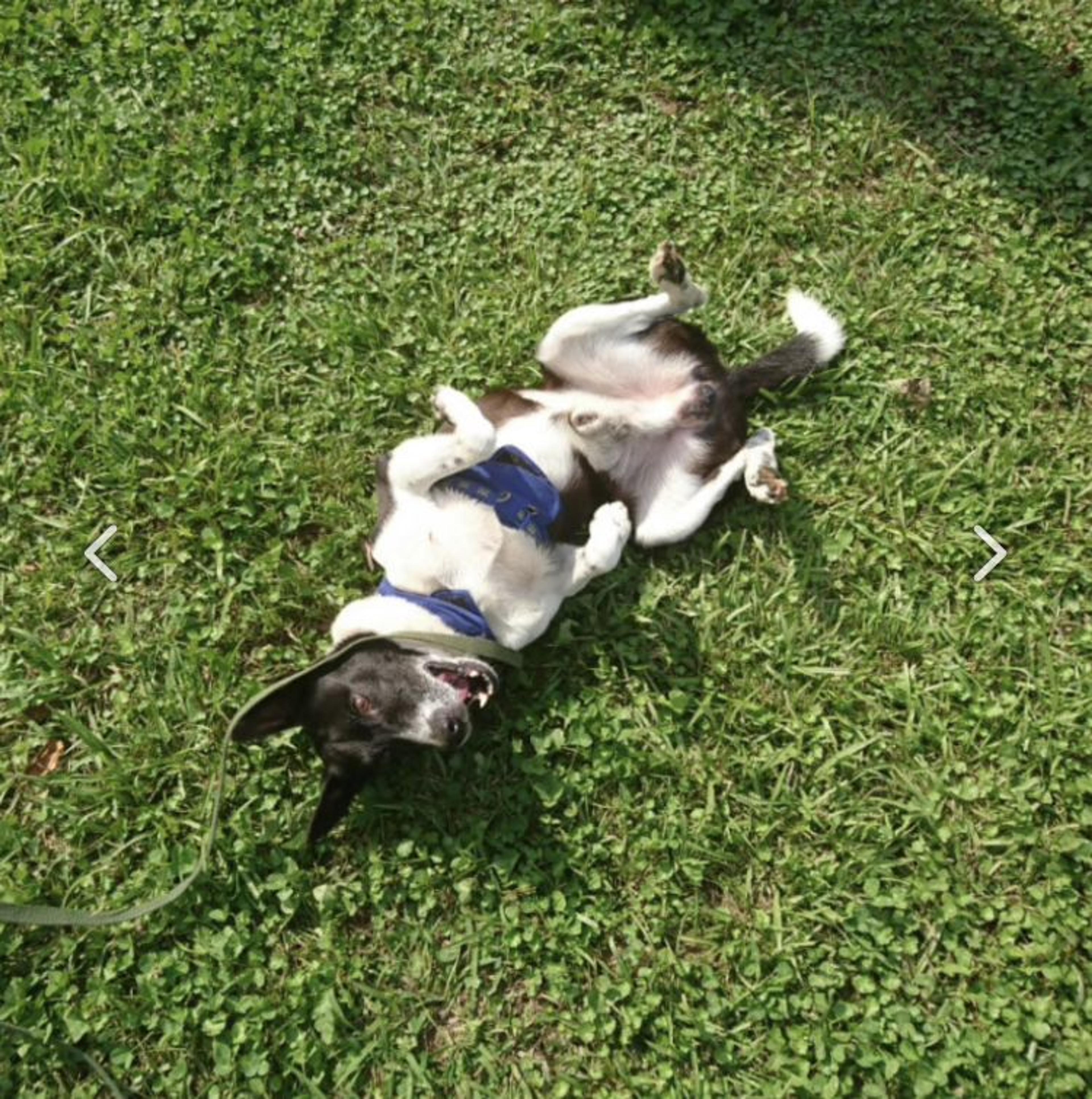 pet-image-2