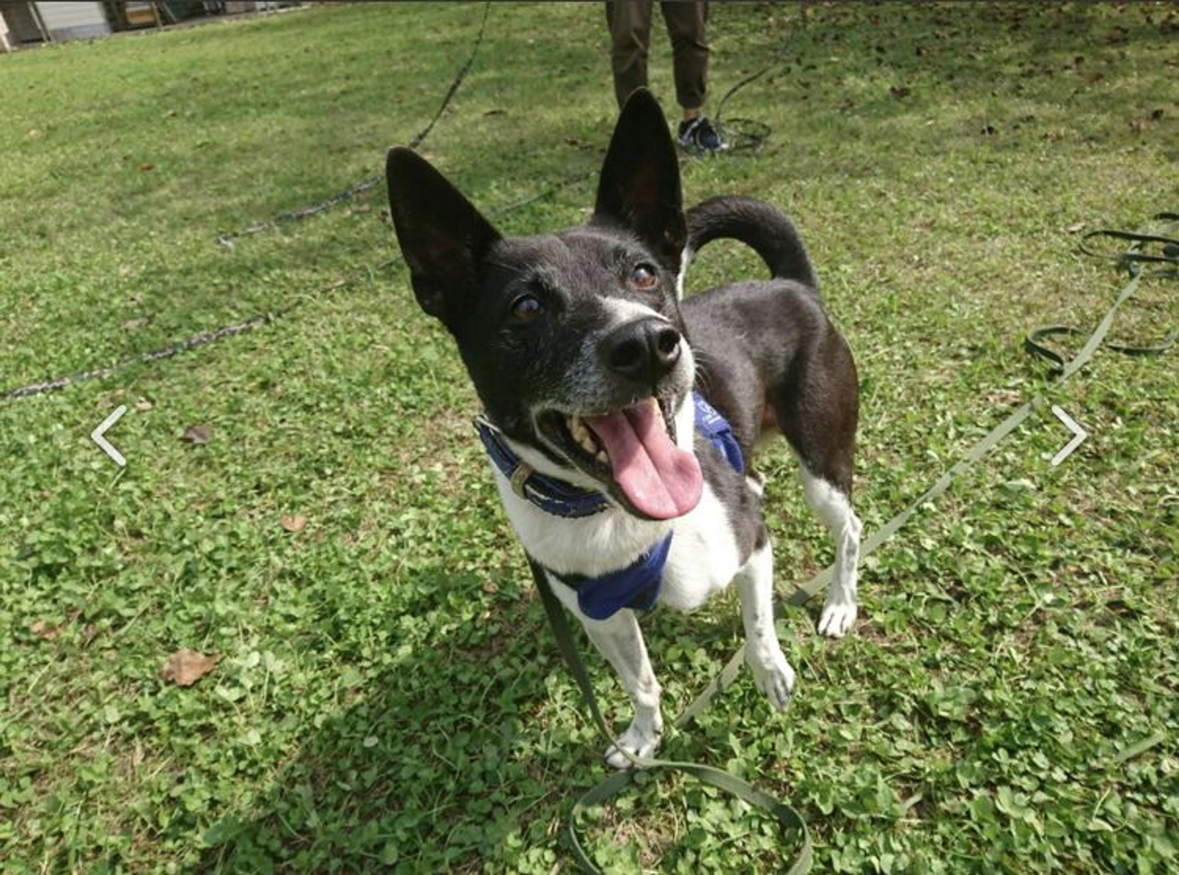 pet-image-3