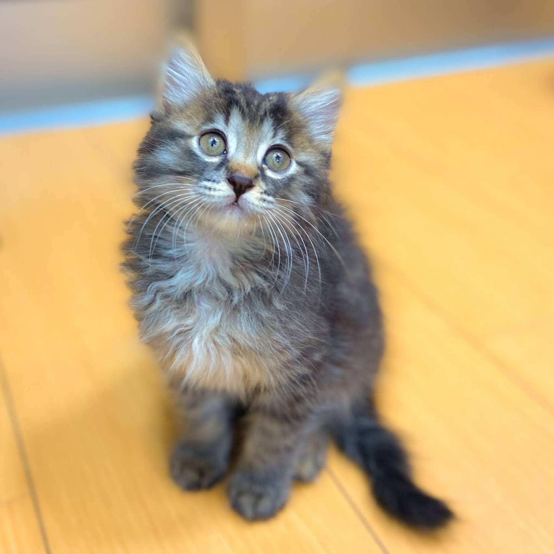 雑種（ミックス猫）・オスの里親募集の写真