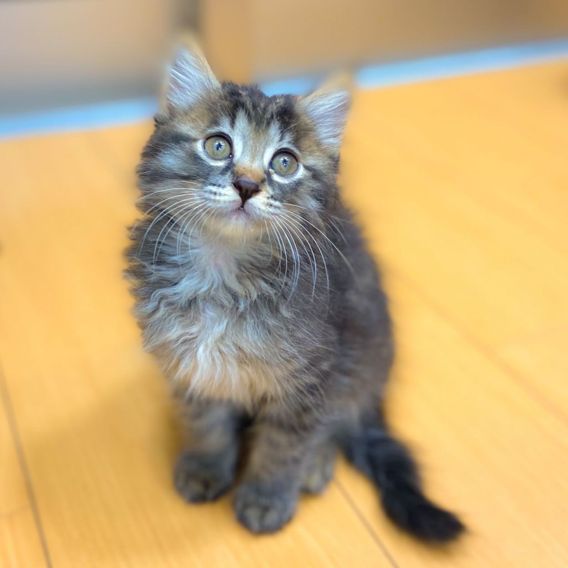 雑種（ミックス猫）・オスの里親募集の写真
