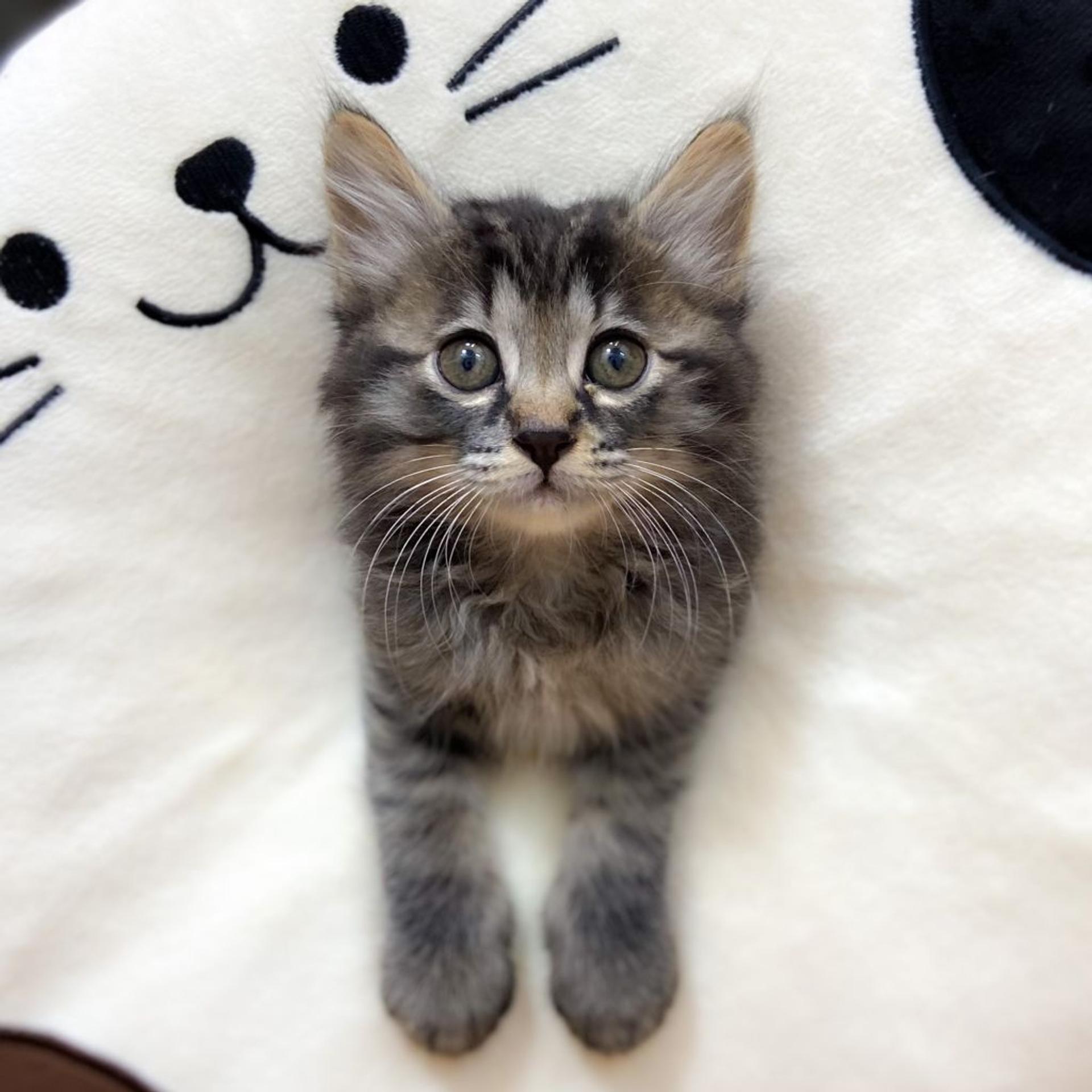 pet-image-2