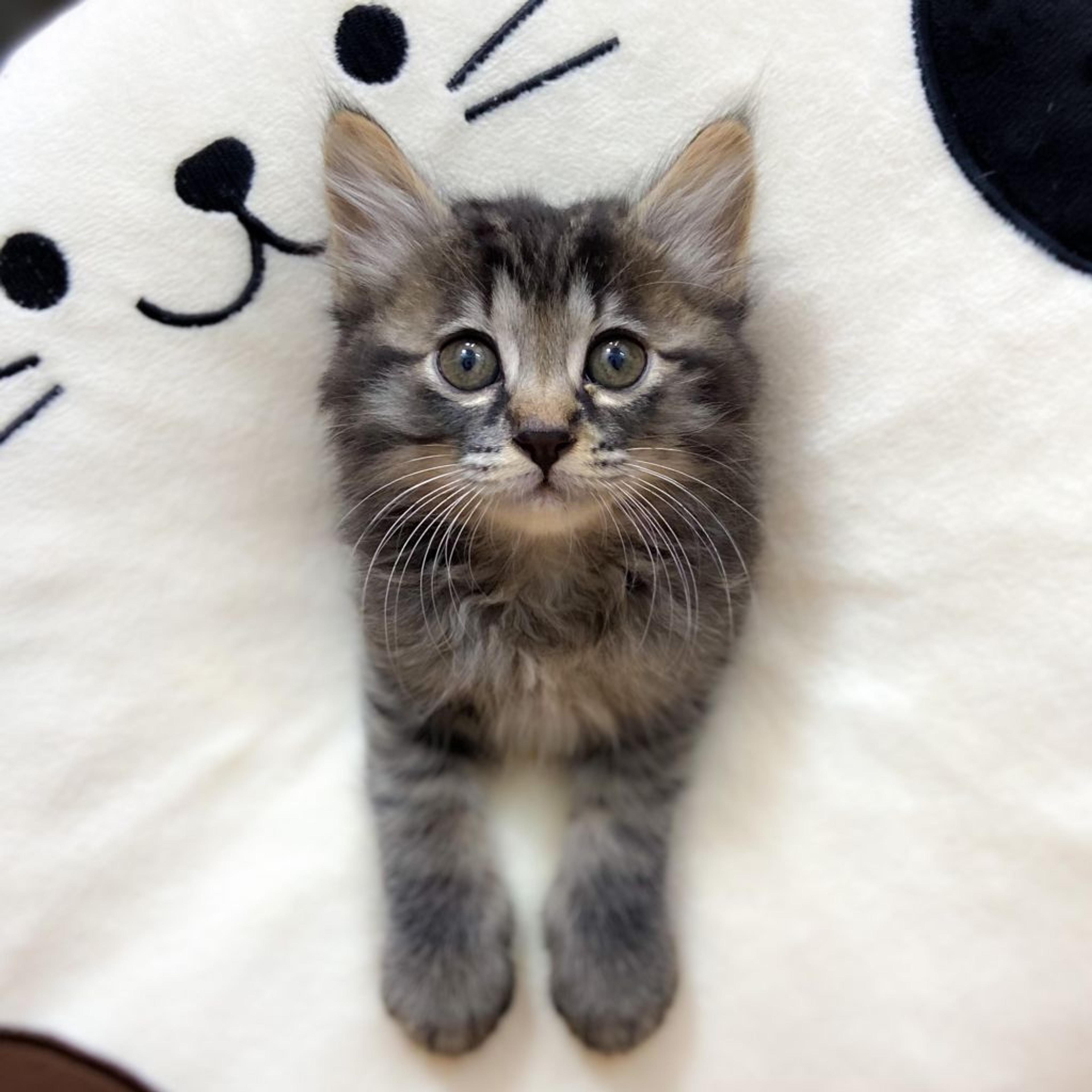 pet-image-2