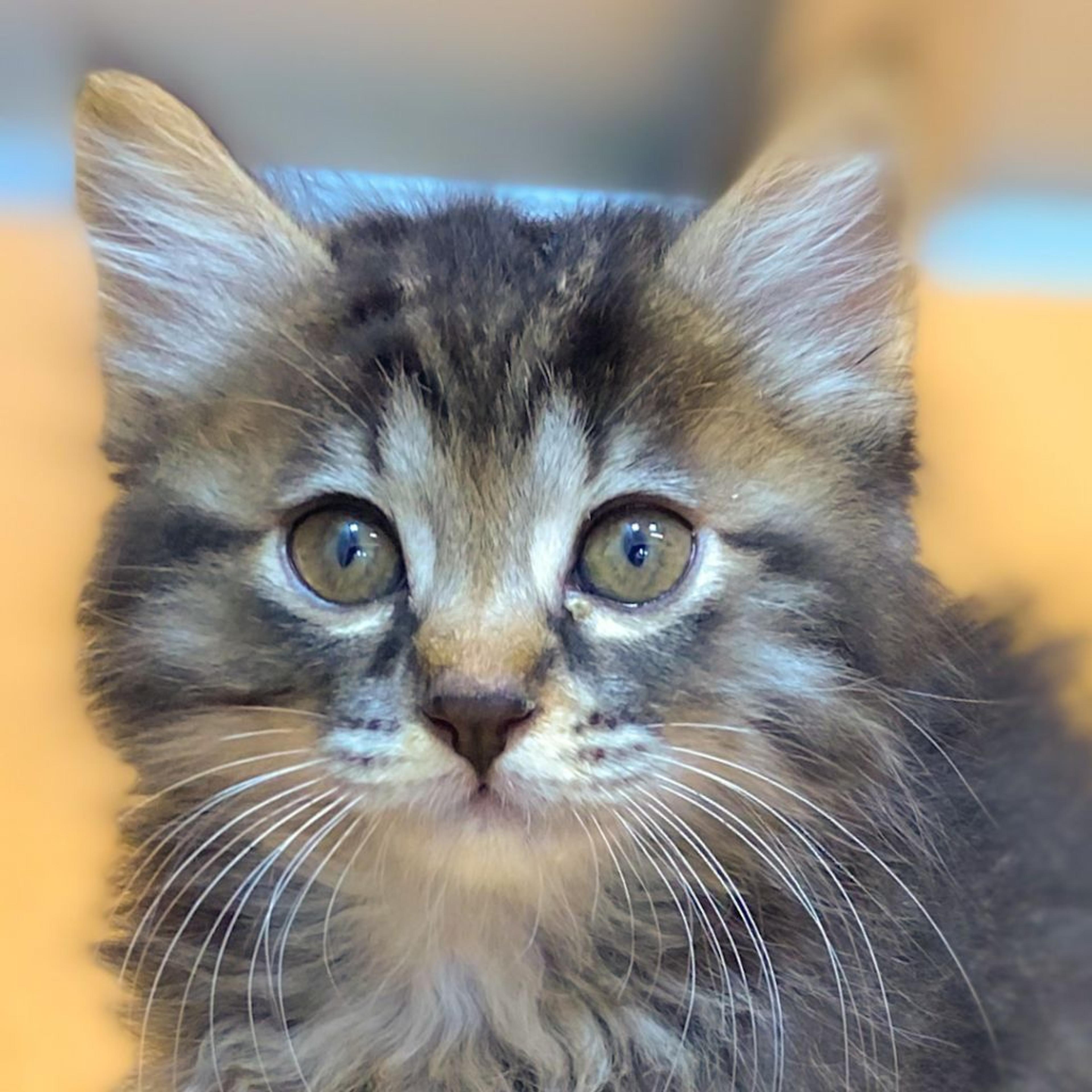 pet-image-3