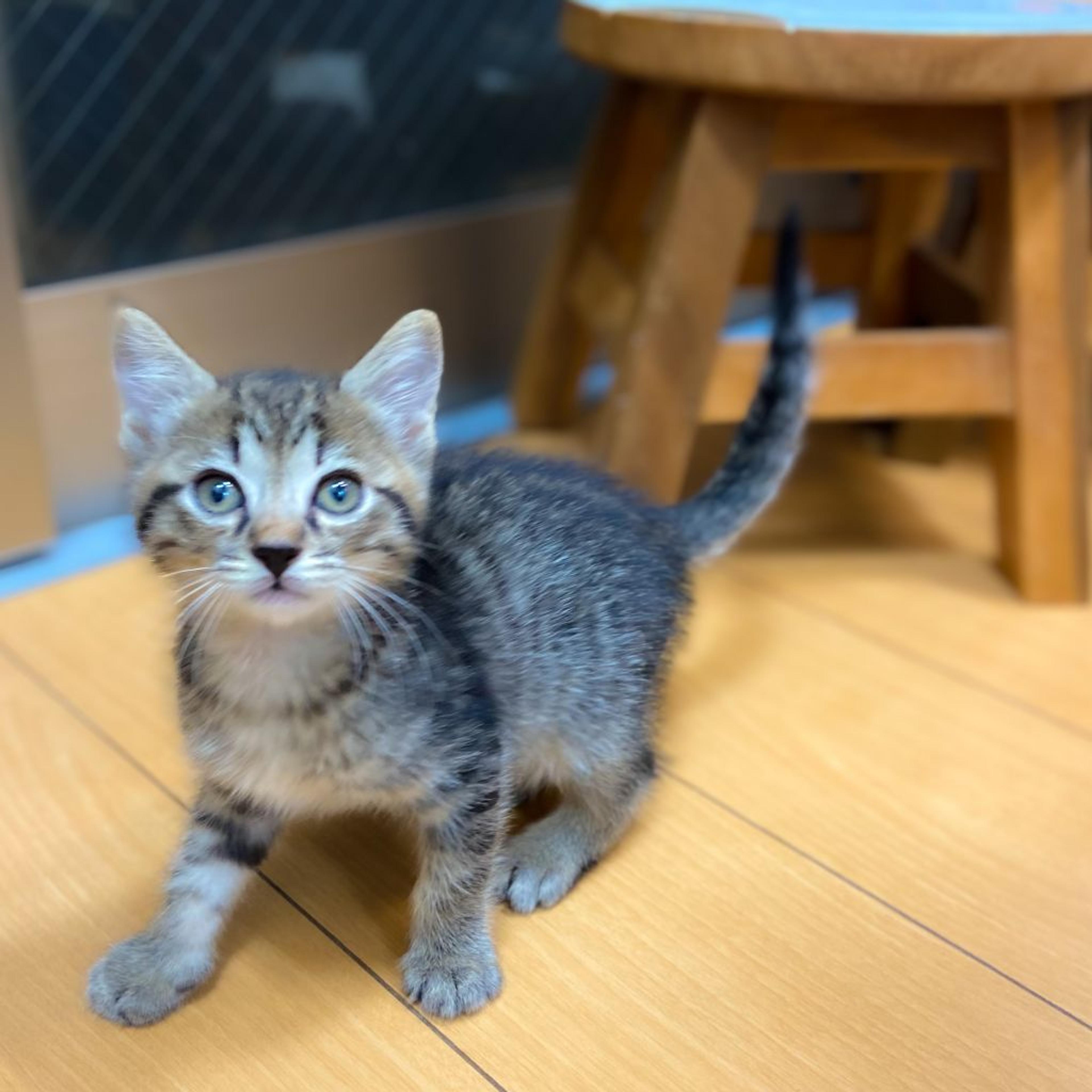 pet-image-2