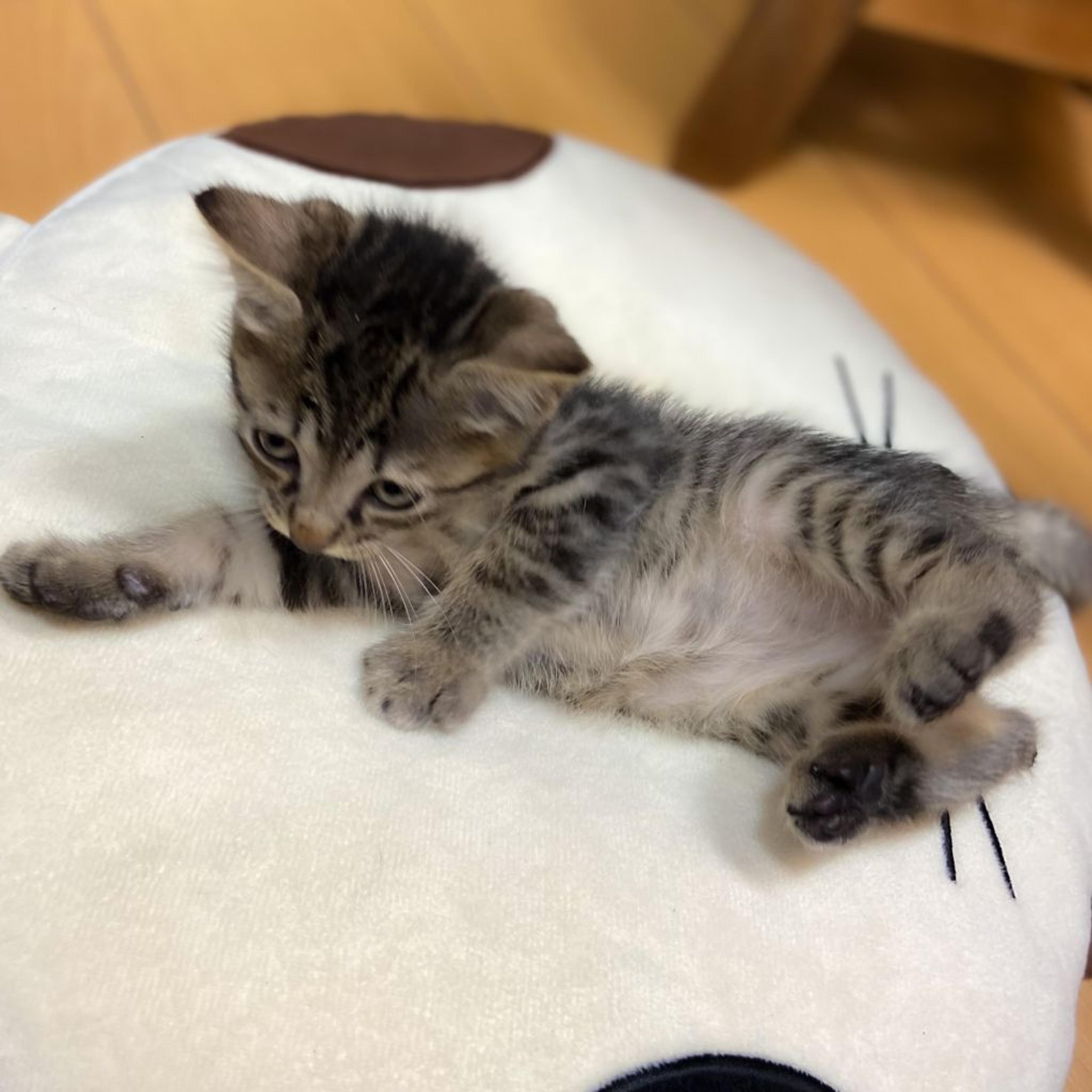 pet-image-3