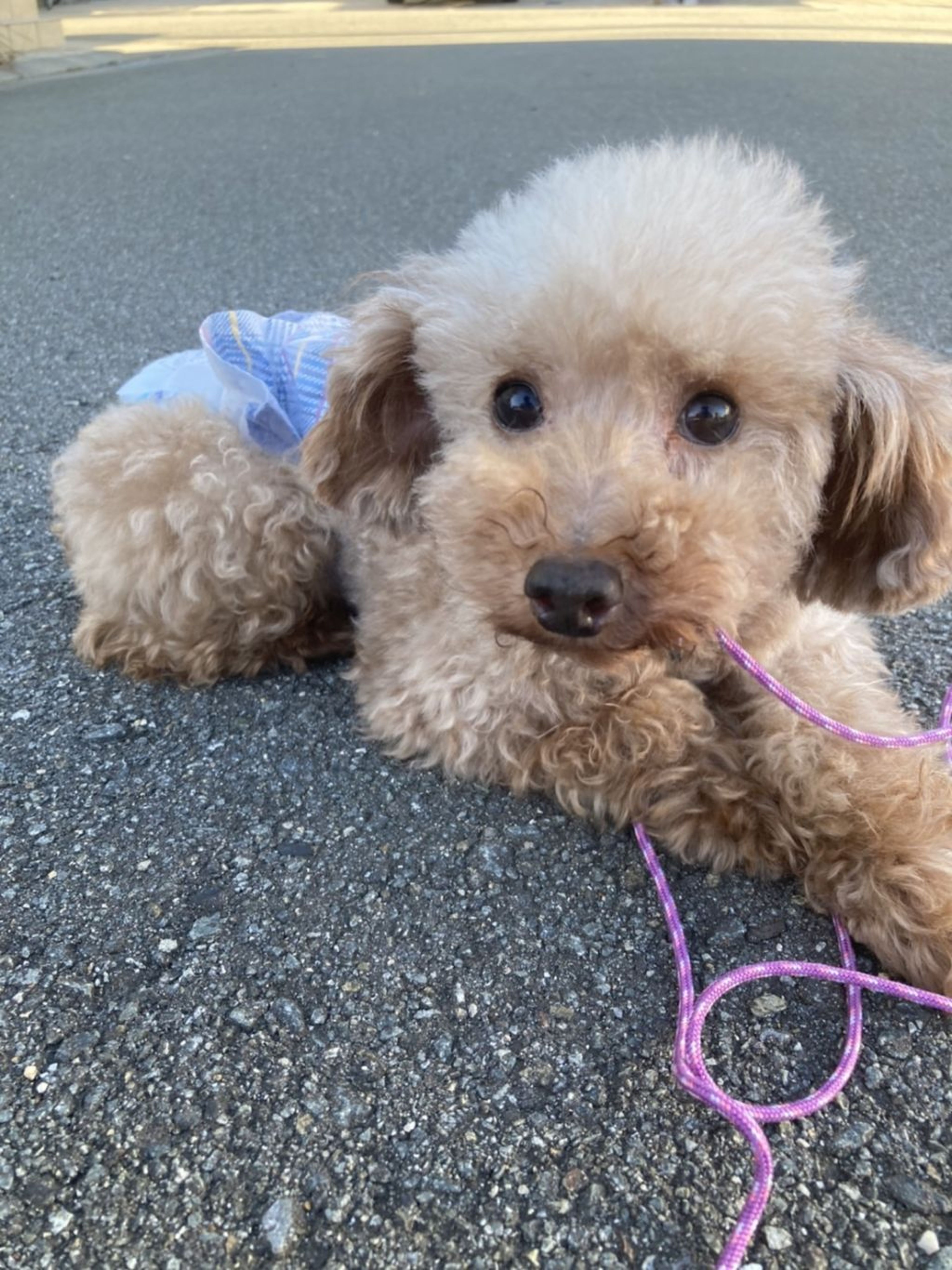 pet-image-3