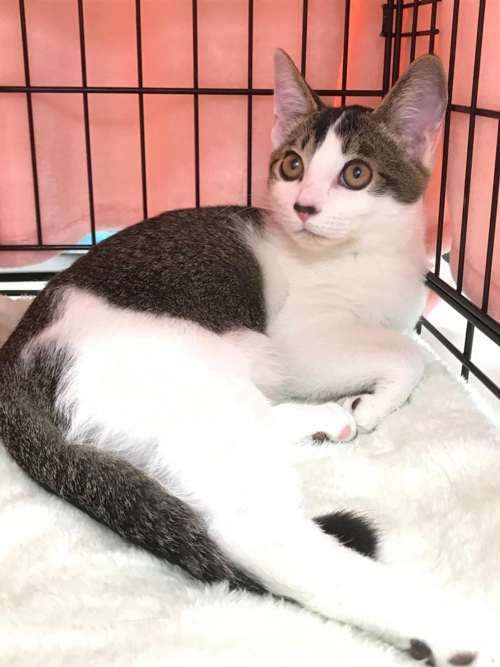 pet-image-3