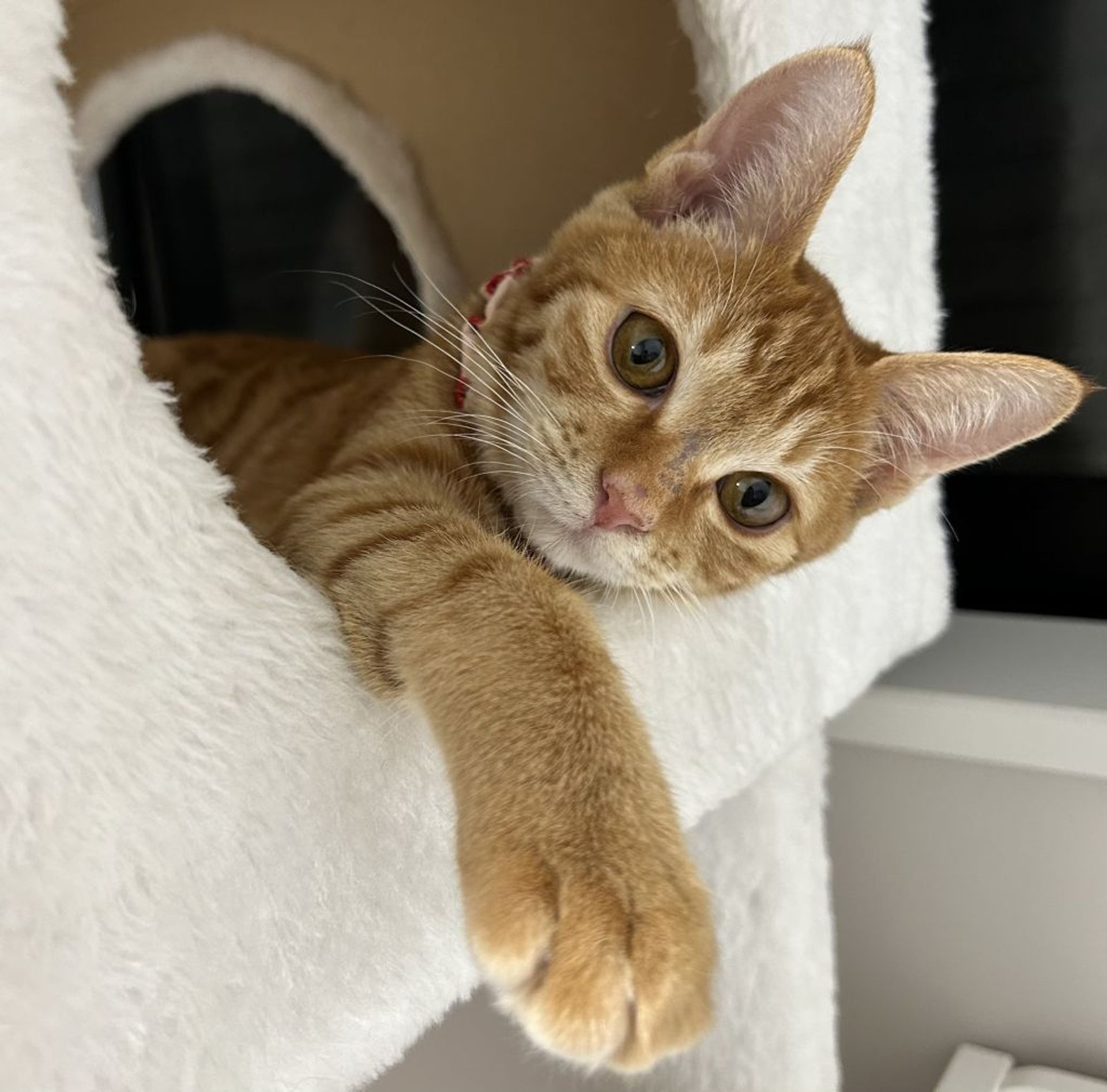 雑種（ミックス猫）・メスの里親募集の写真