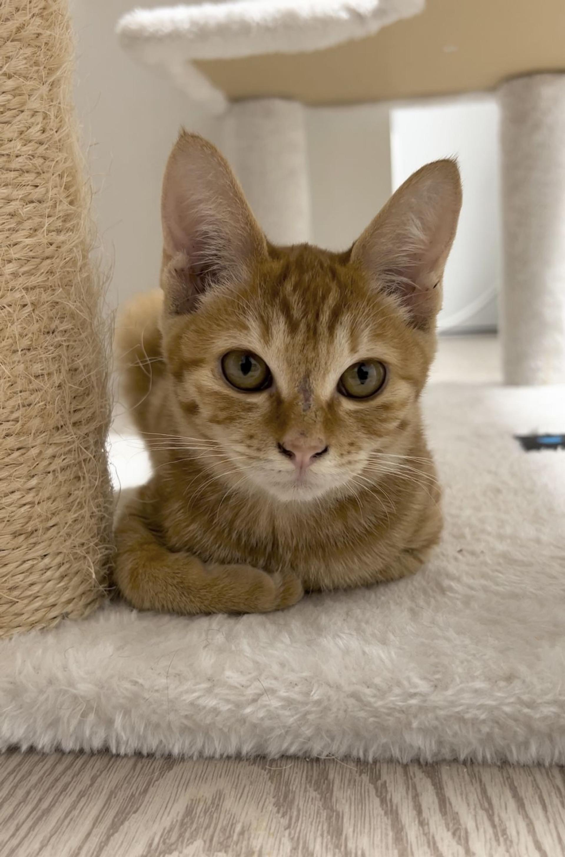 pet-image-4
