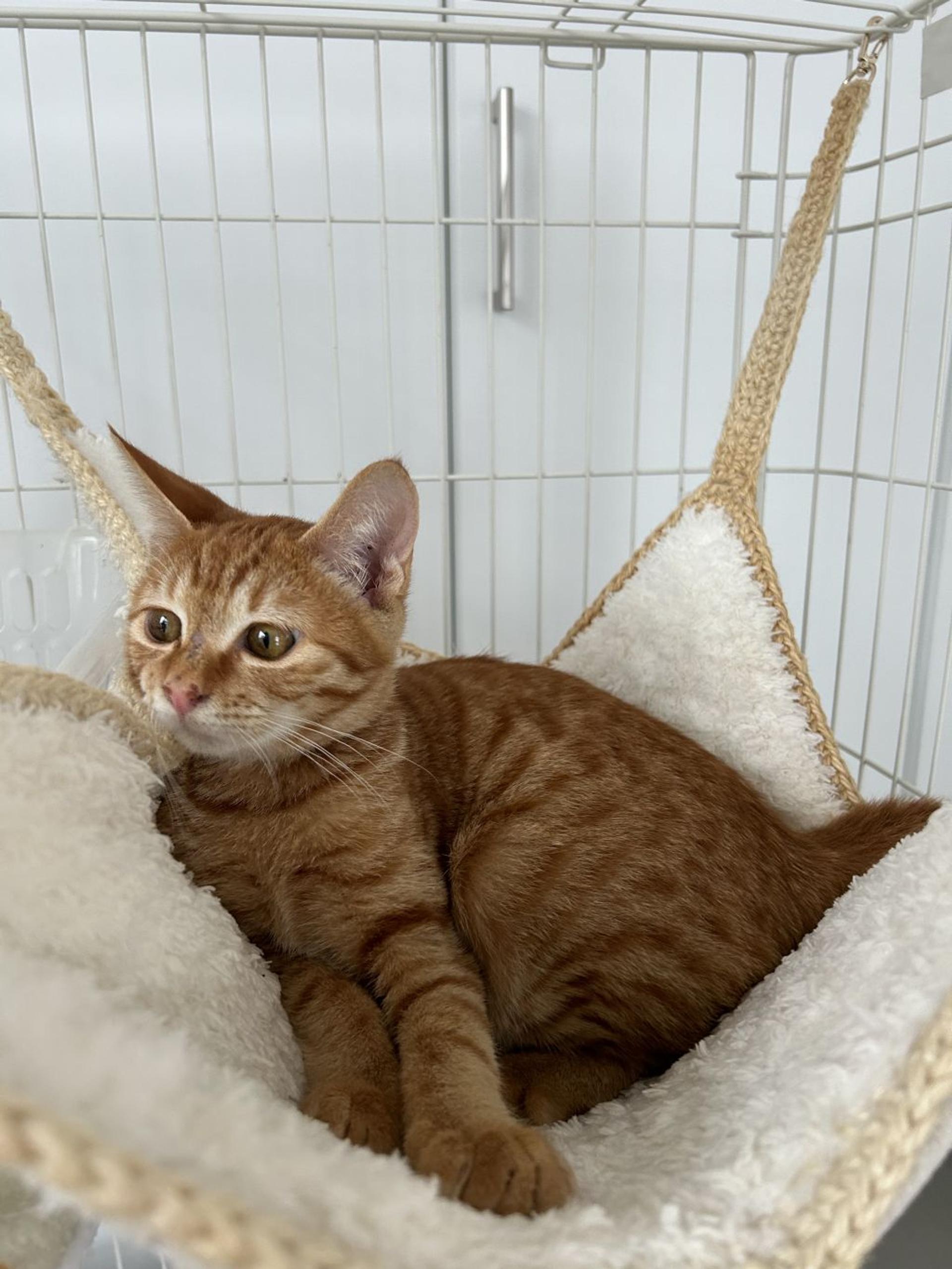 pet-image-5