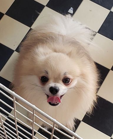 ポン