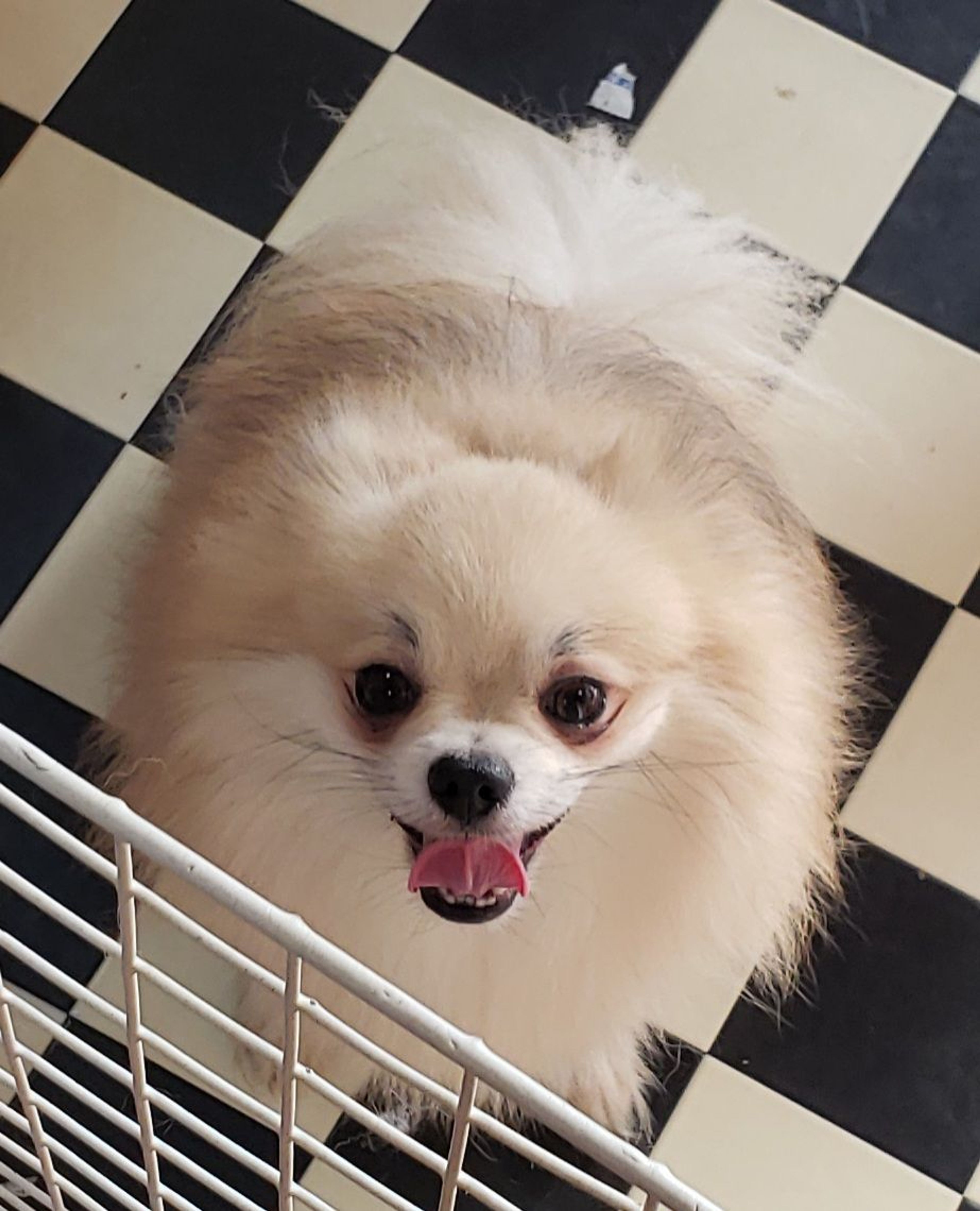 雑種（ミックス犬）・オスの里親募集の写真