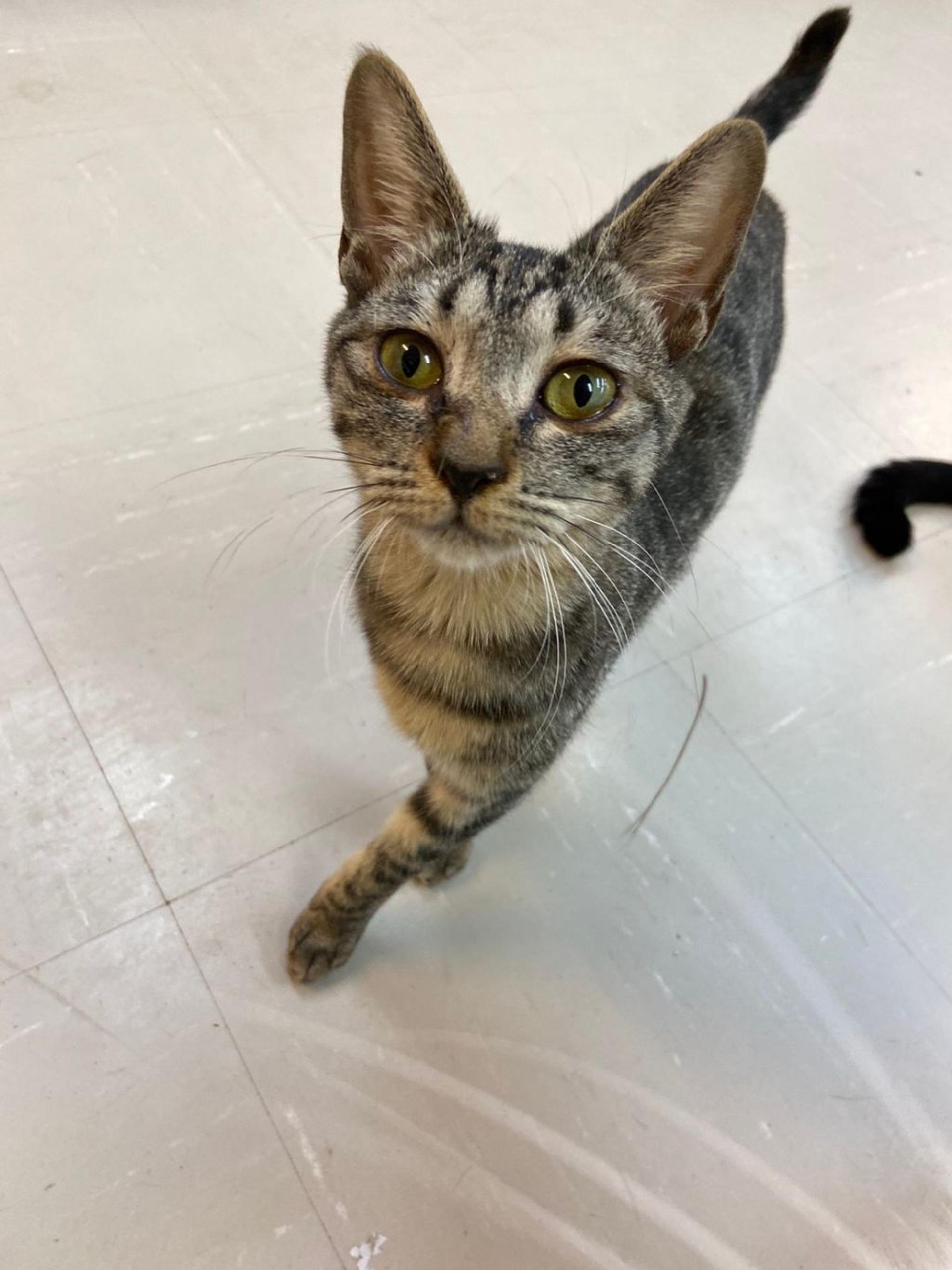 pet-image-2