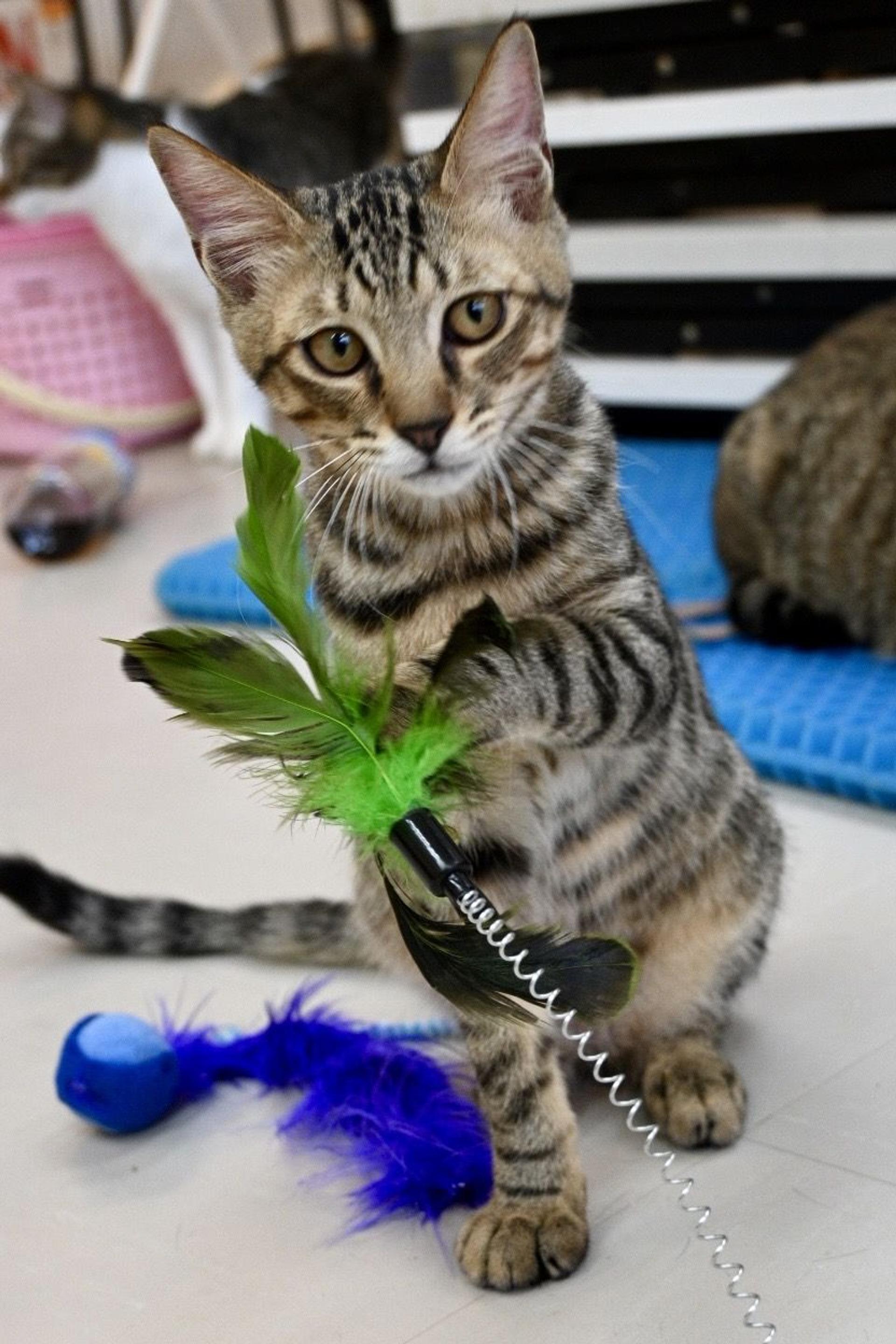 pet-image-4