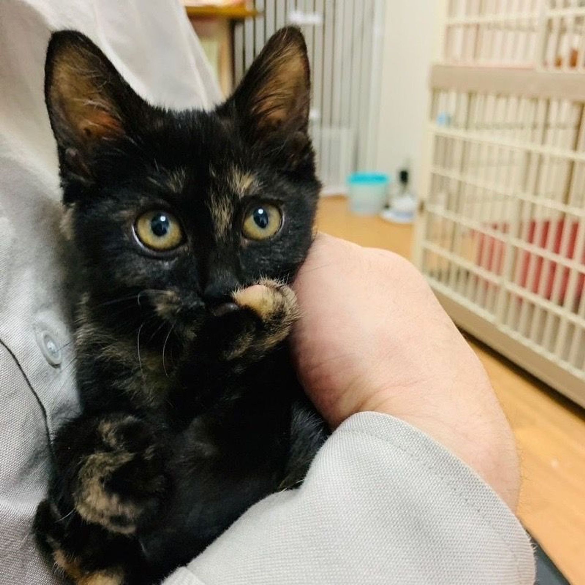 雑種（ミックス猫）・メスの里親募集の写真