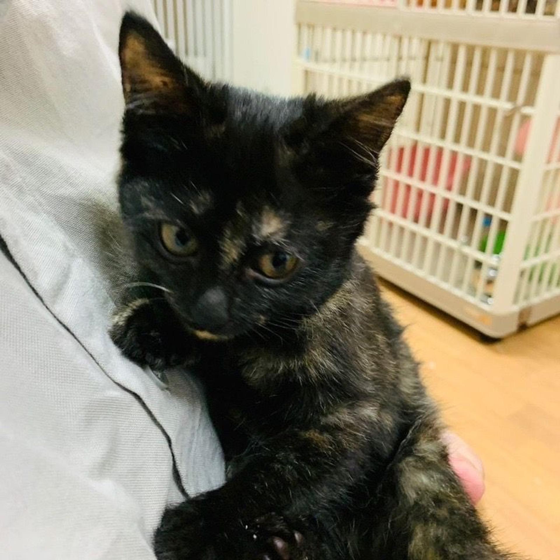 pet-image-2