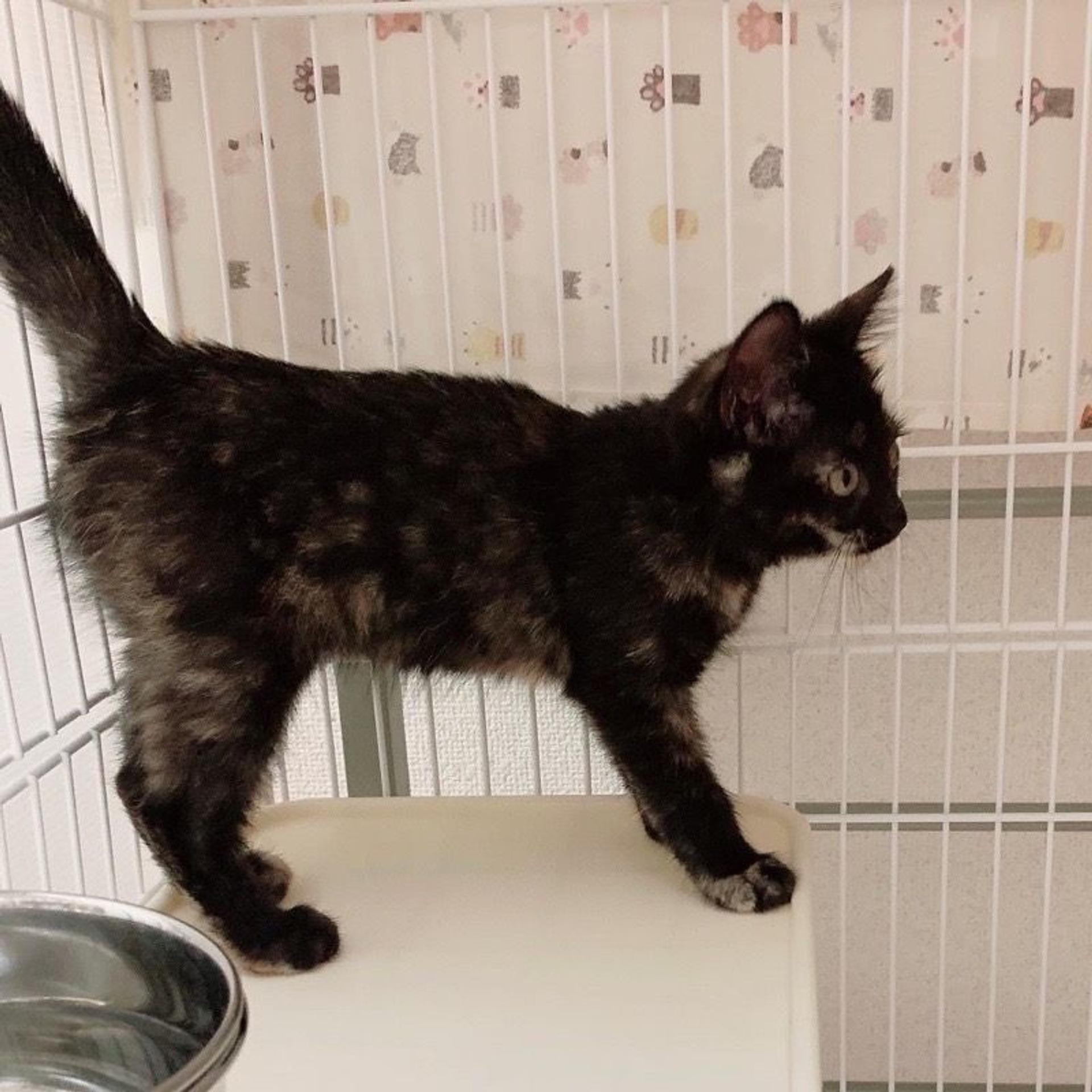 pet-image-4