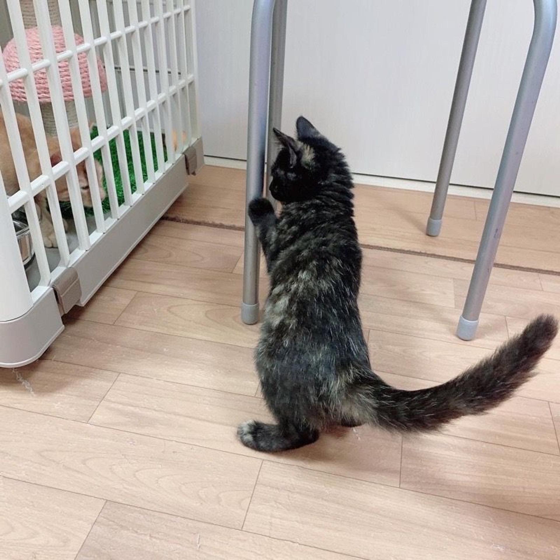 pet-image-6