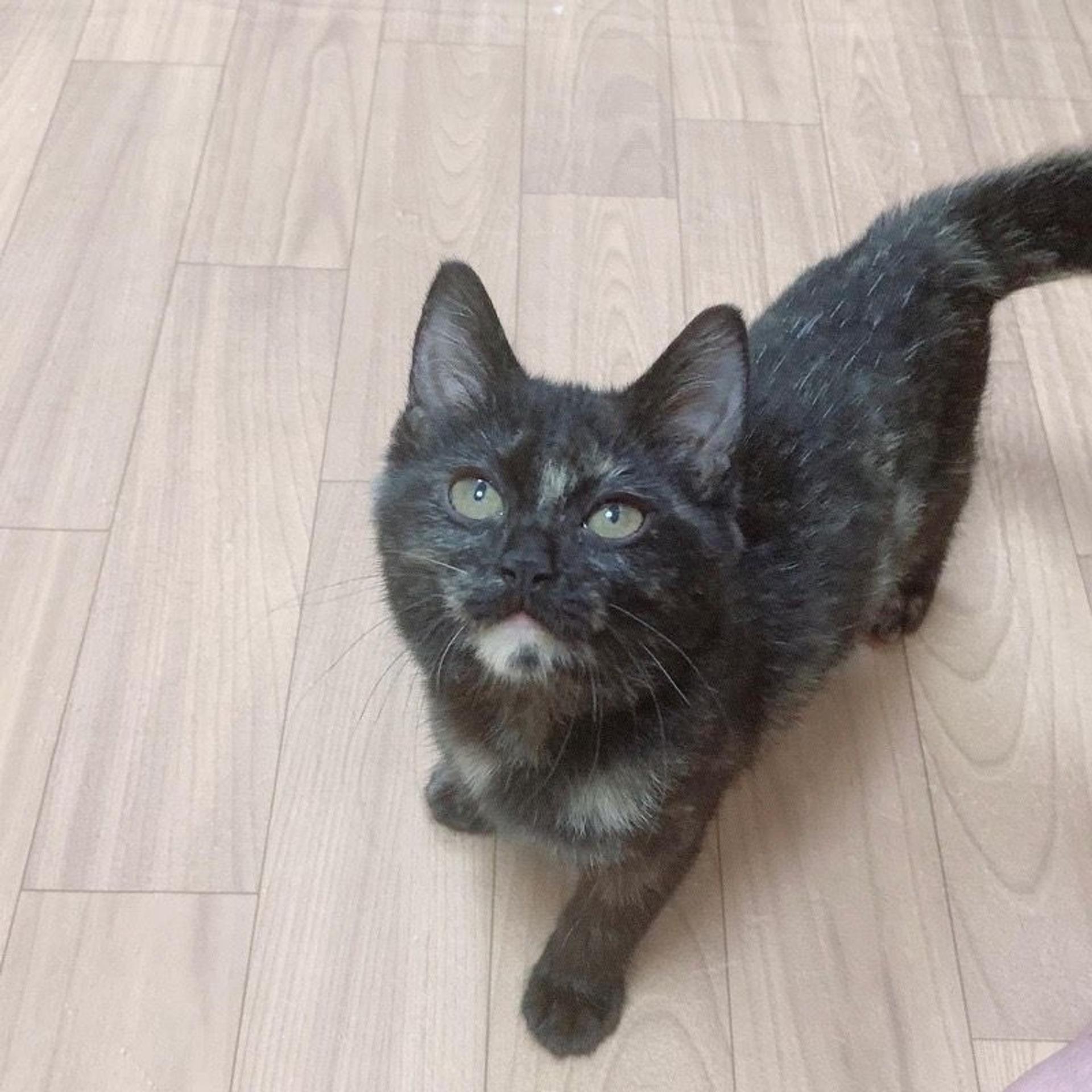 pet-image-7