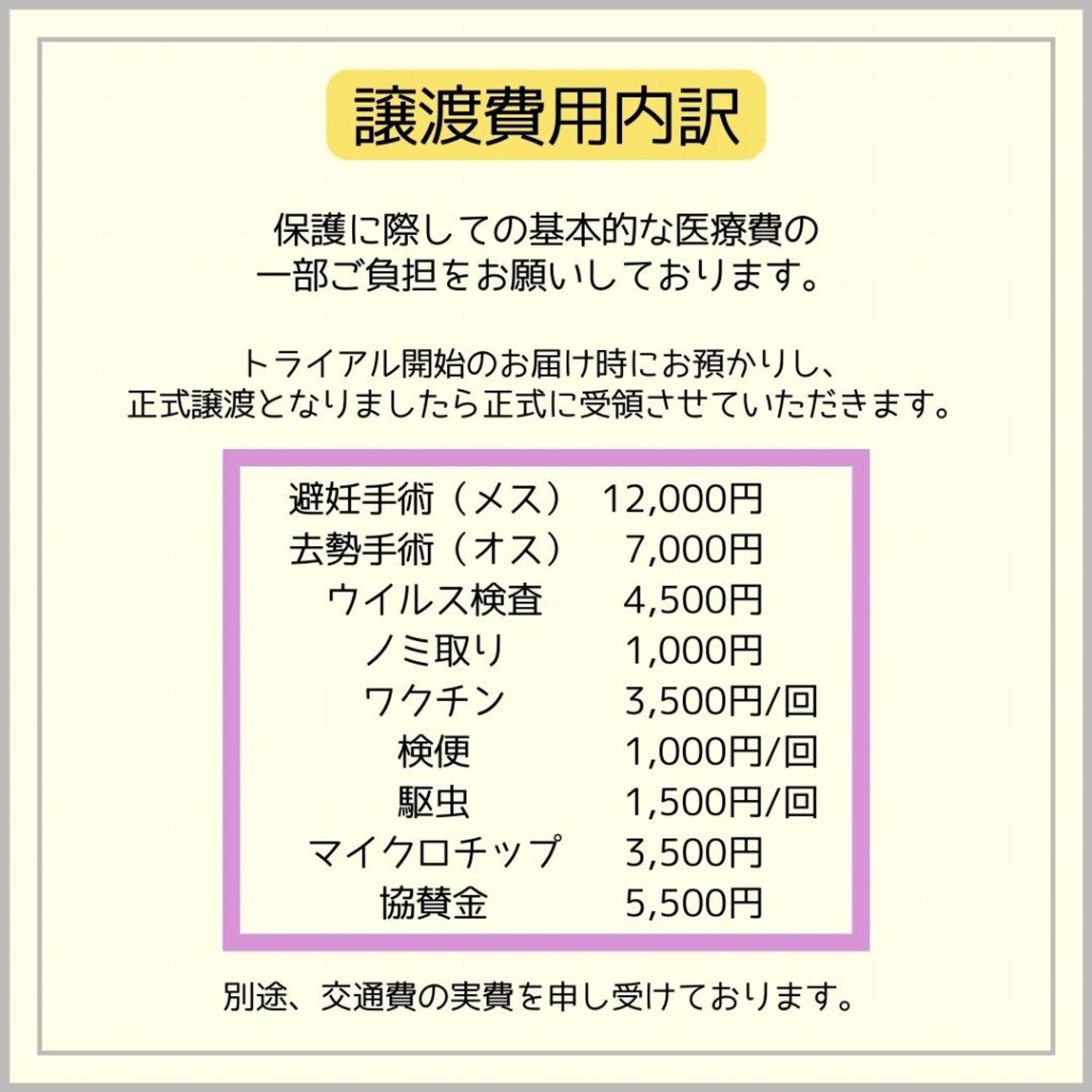 pet-image-8