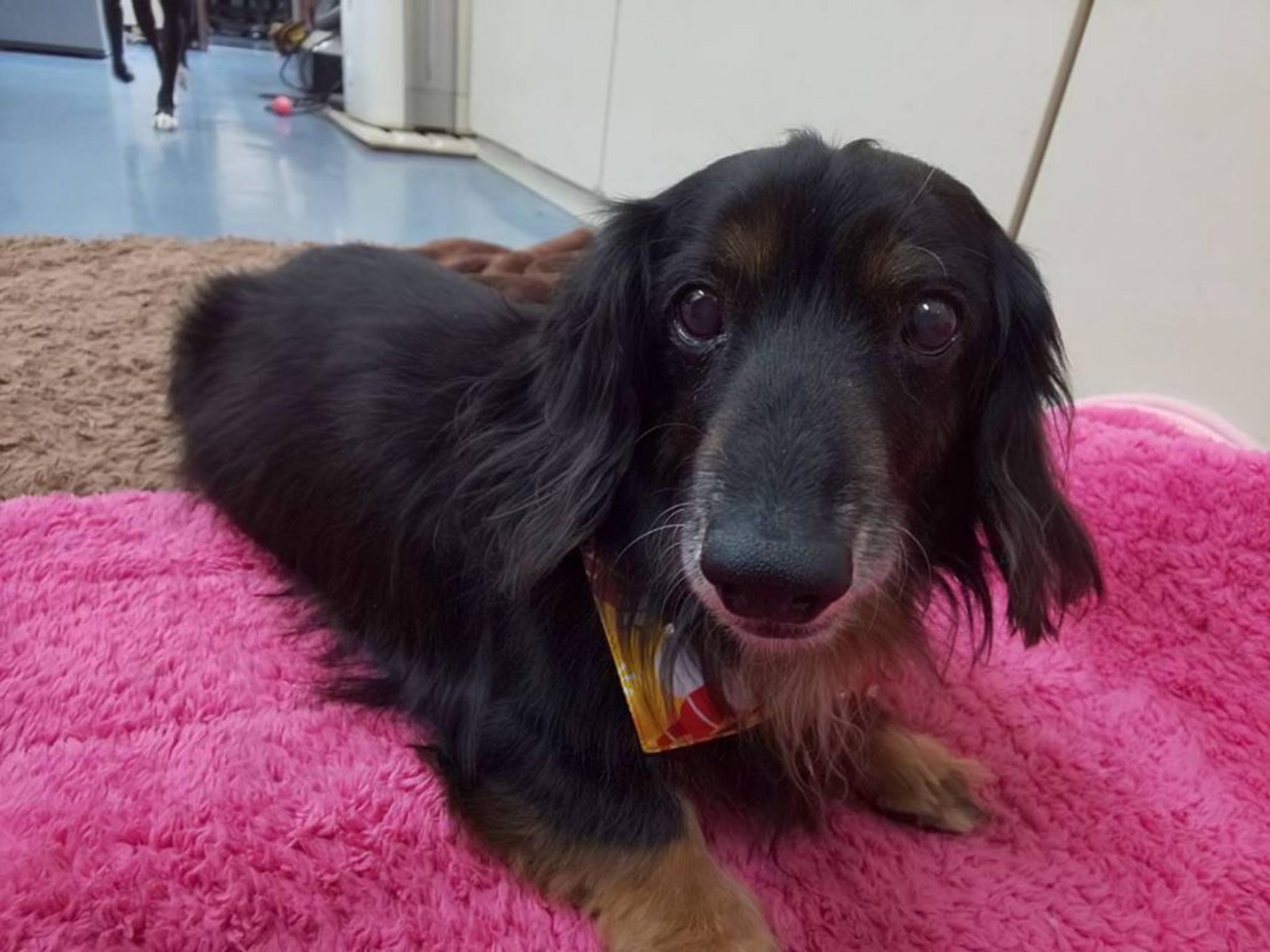 pet-image-2