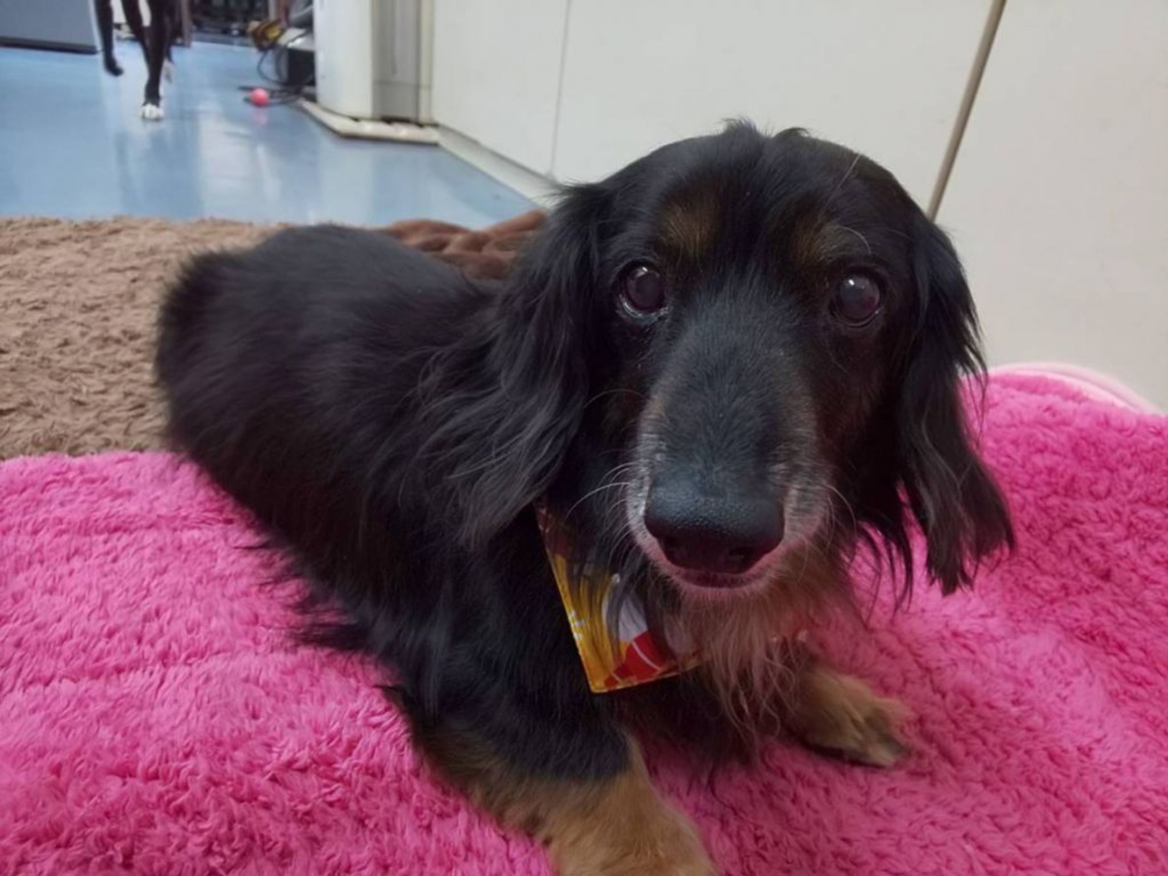 pet-image-2