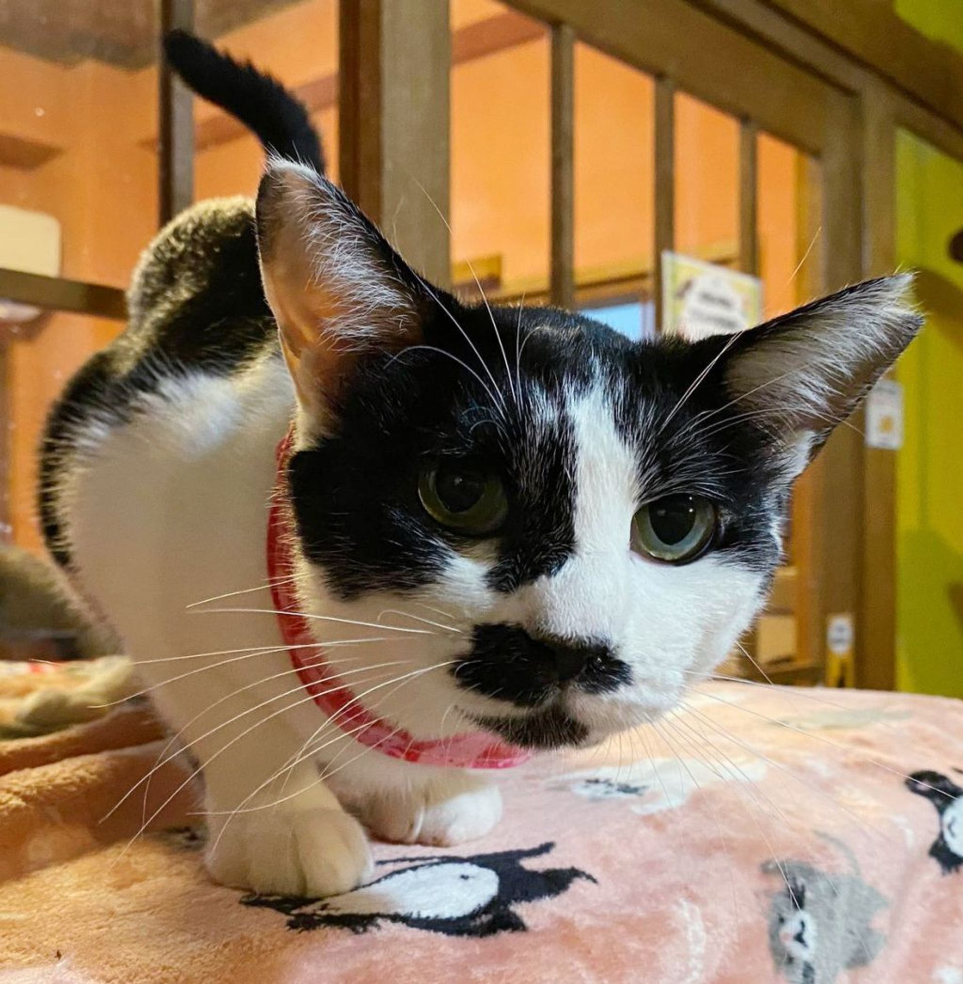 雑種（ミックス猫）・メスの里親募集の写真