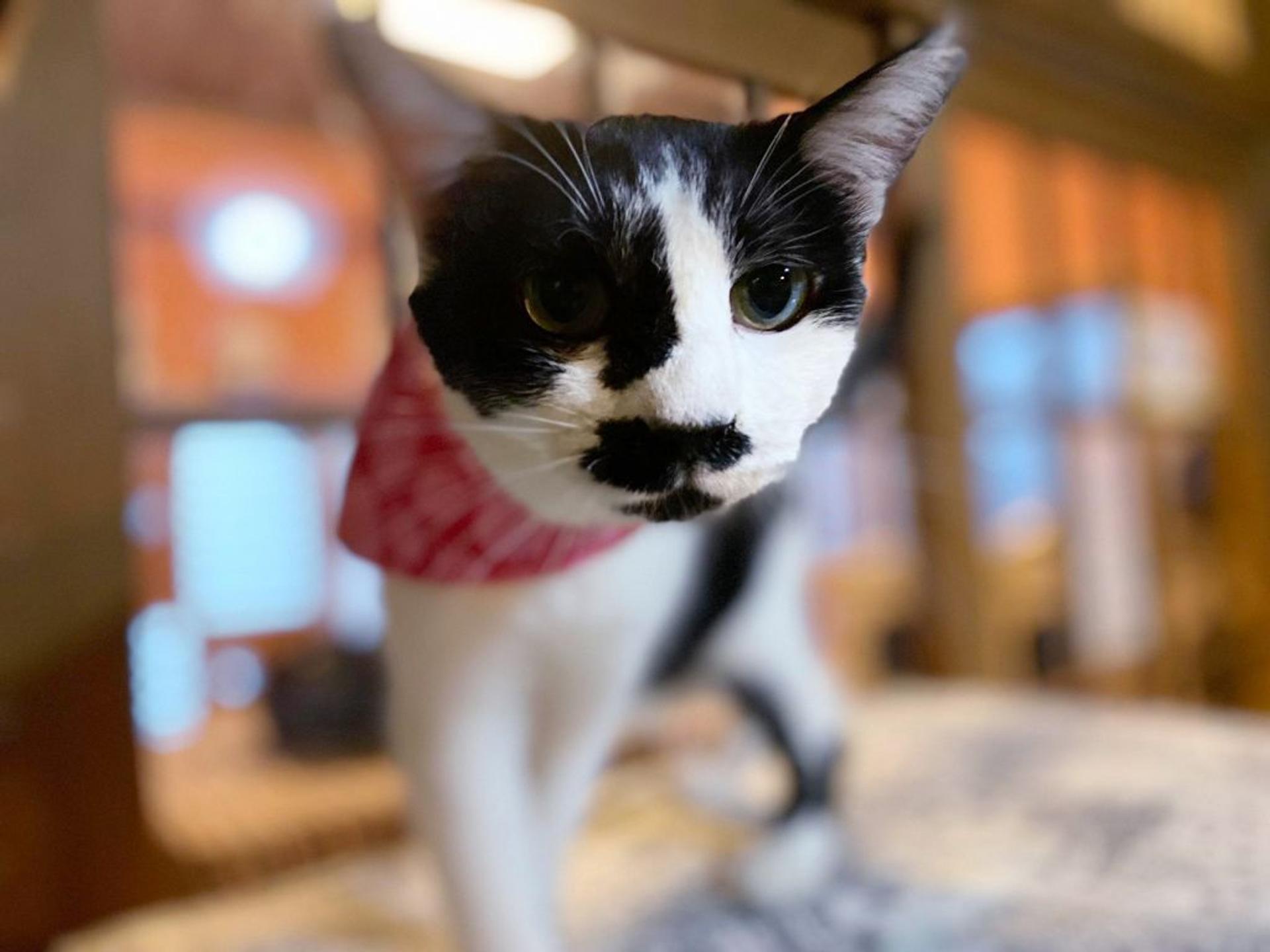 pet-image-4