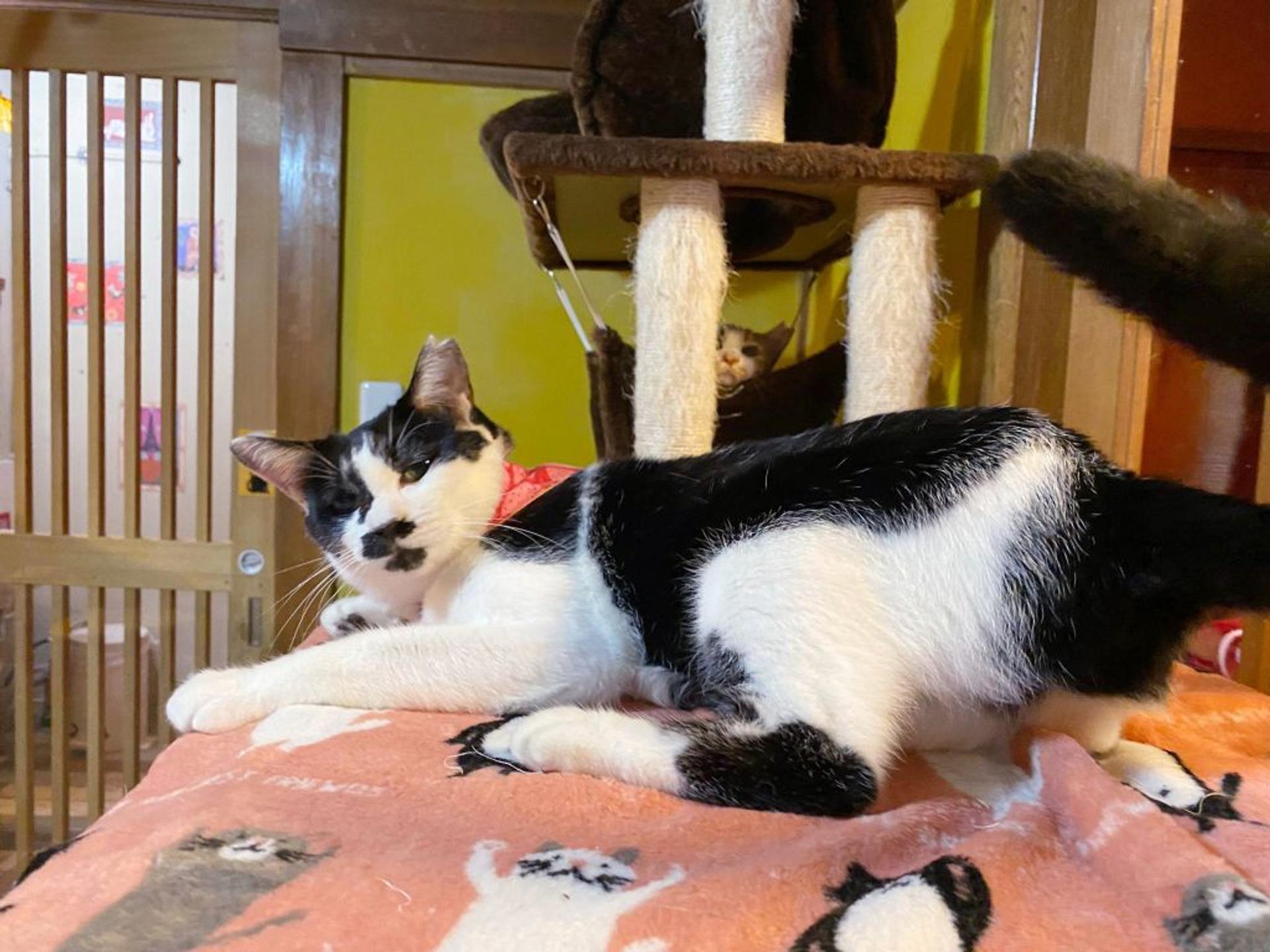 pet-image-5